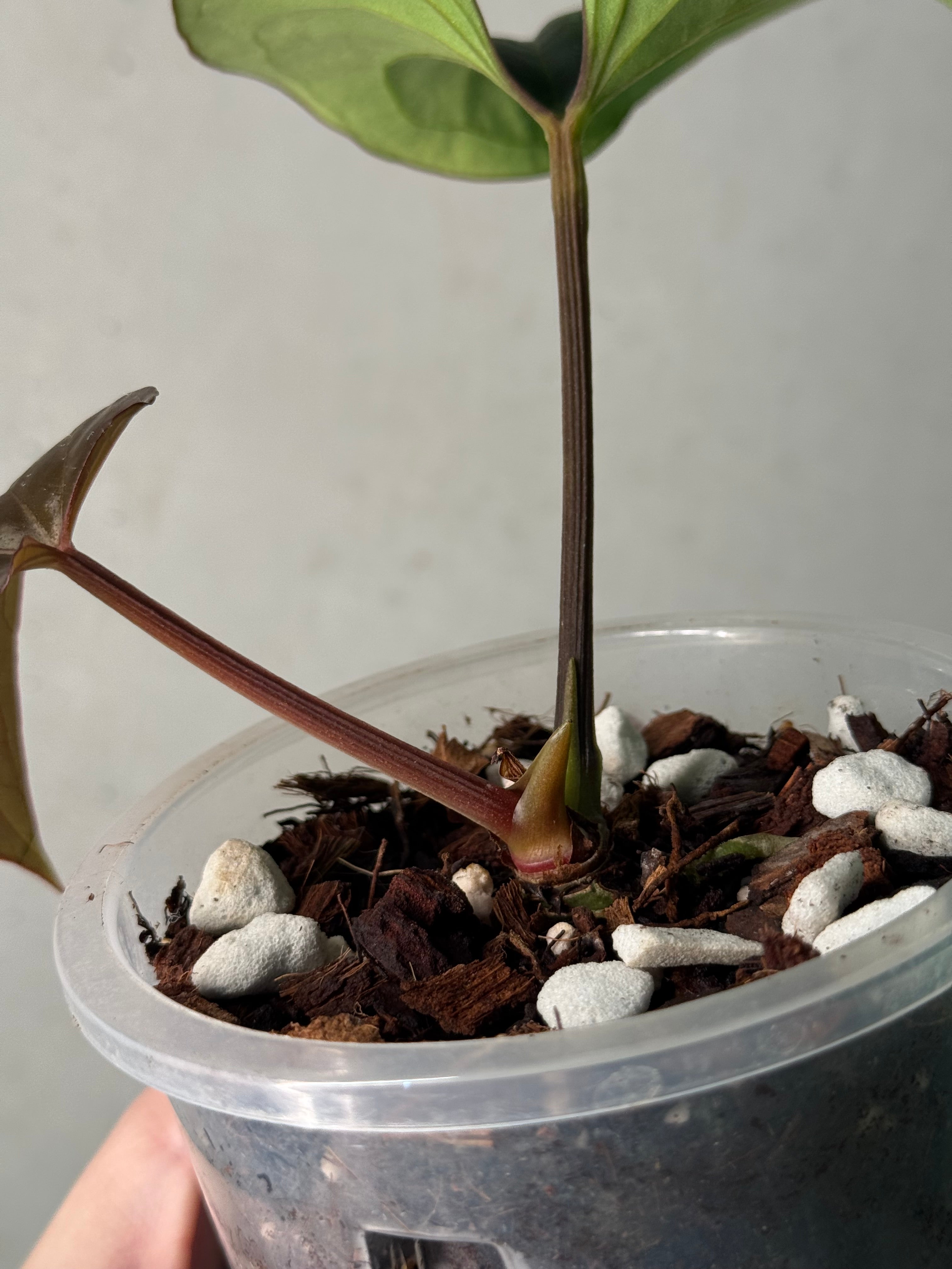 Anthurium Dressleri Eastern Form - Pre-order