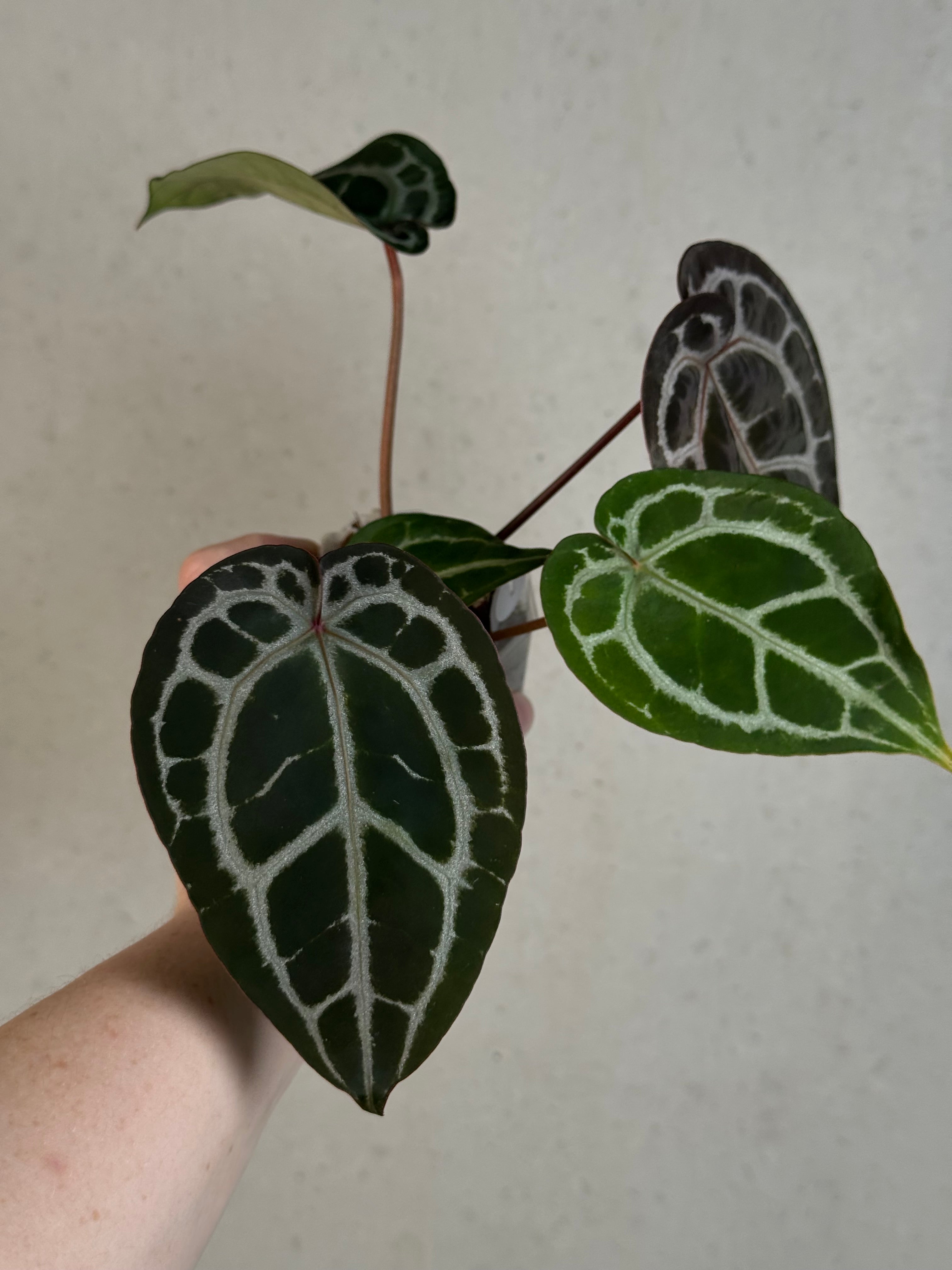Anthurium DocBlock Michelle