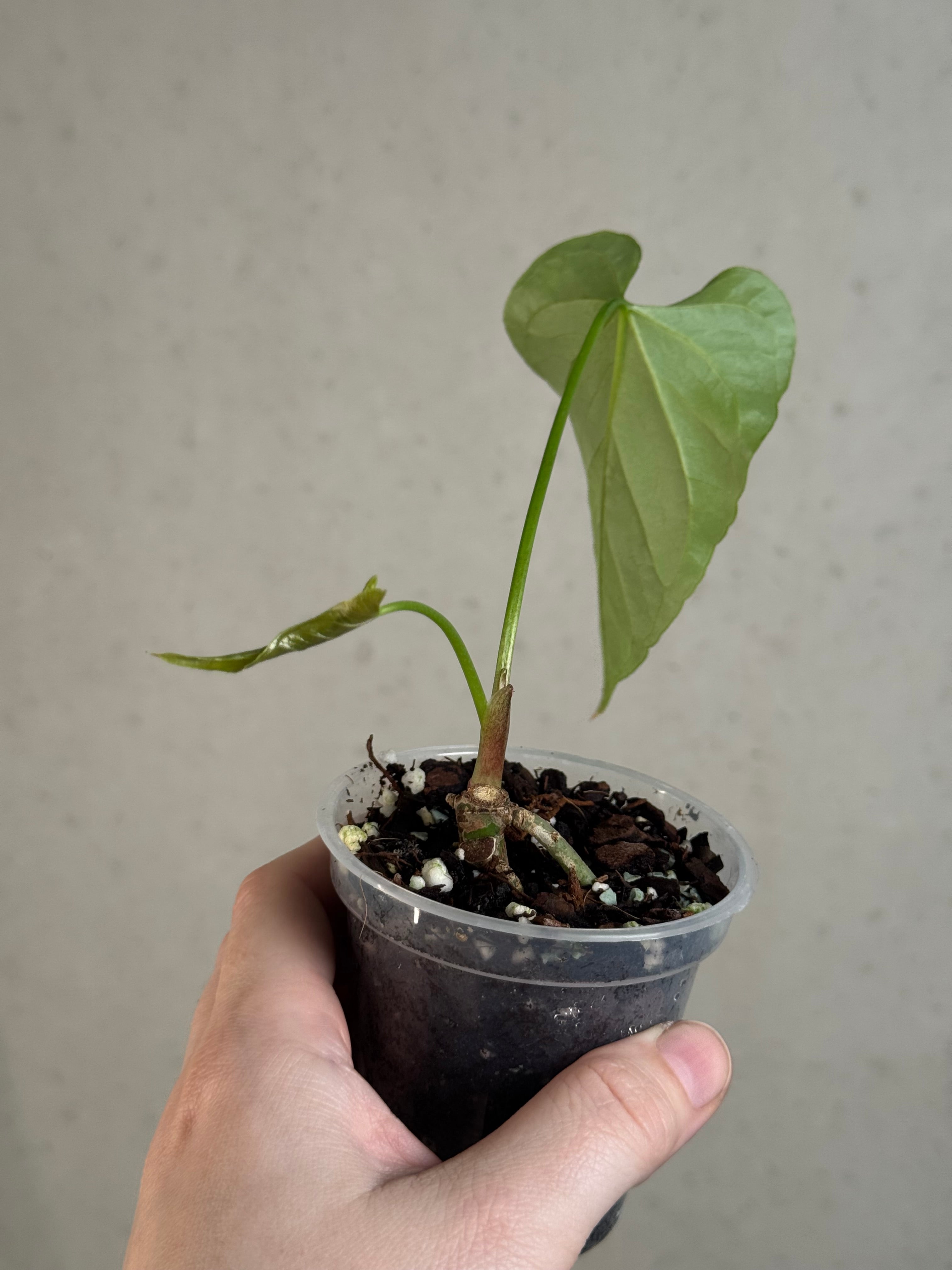 Anthurium Bullatus x