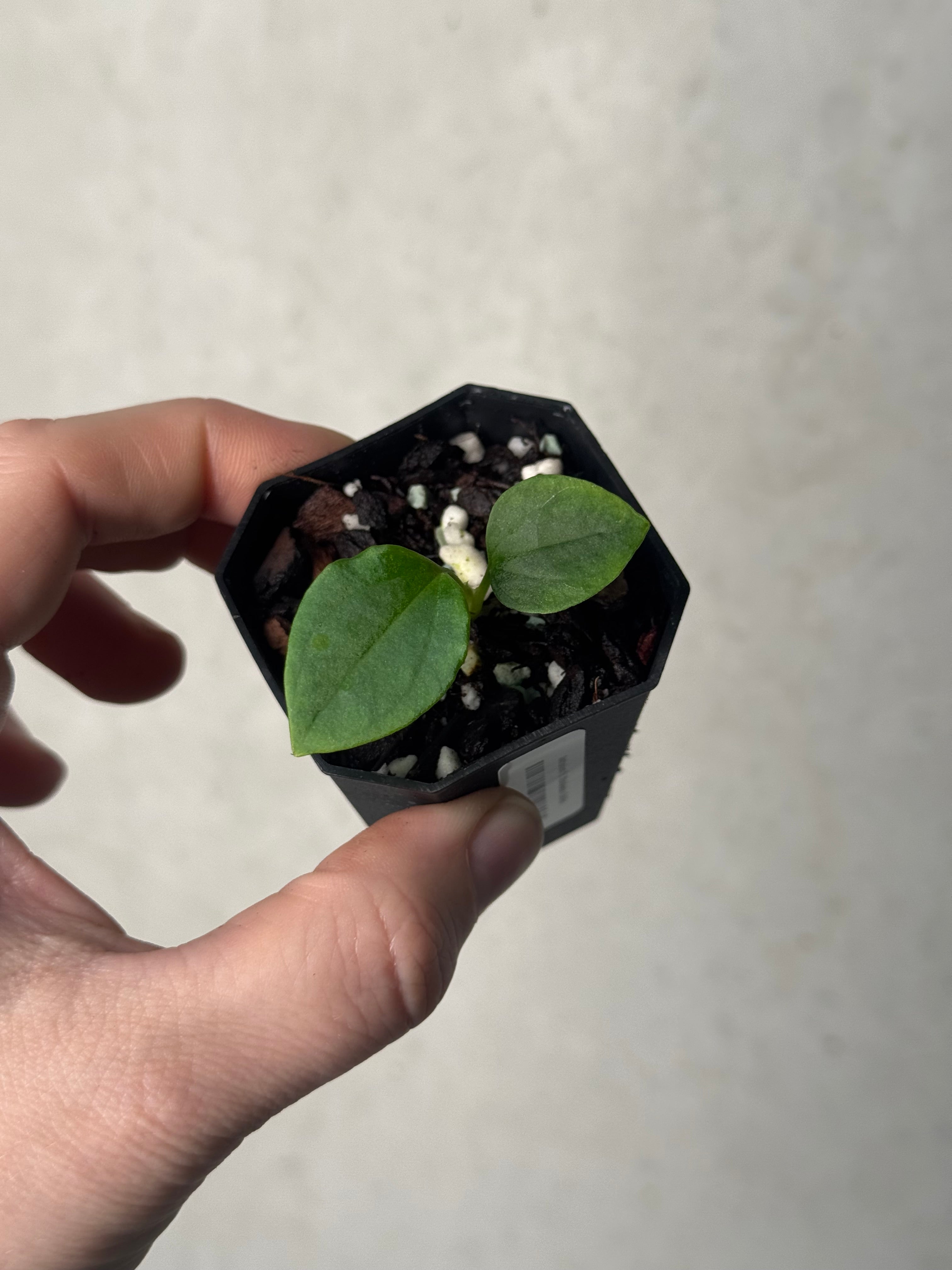 Anthurium Mr. Worldwide x Debilis