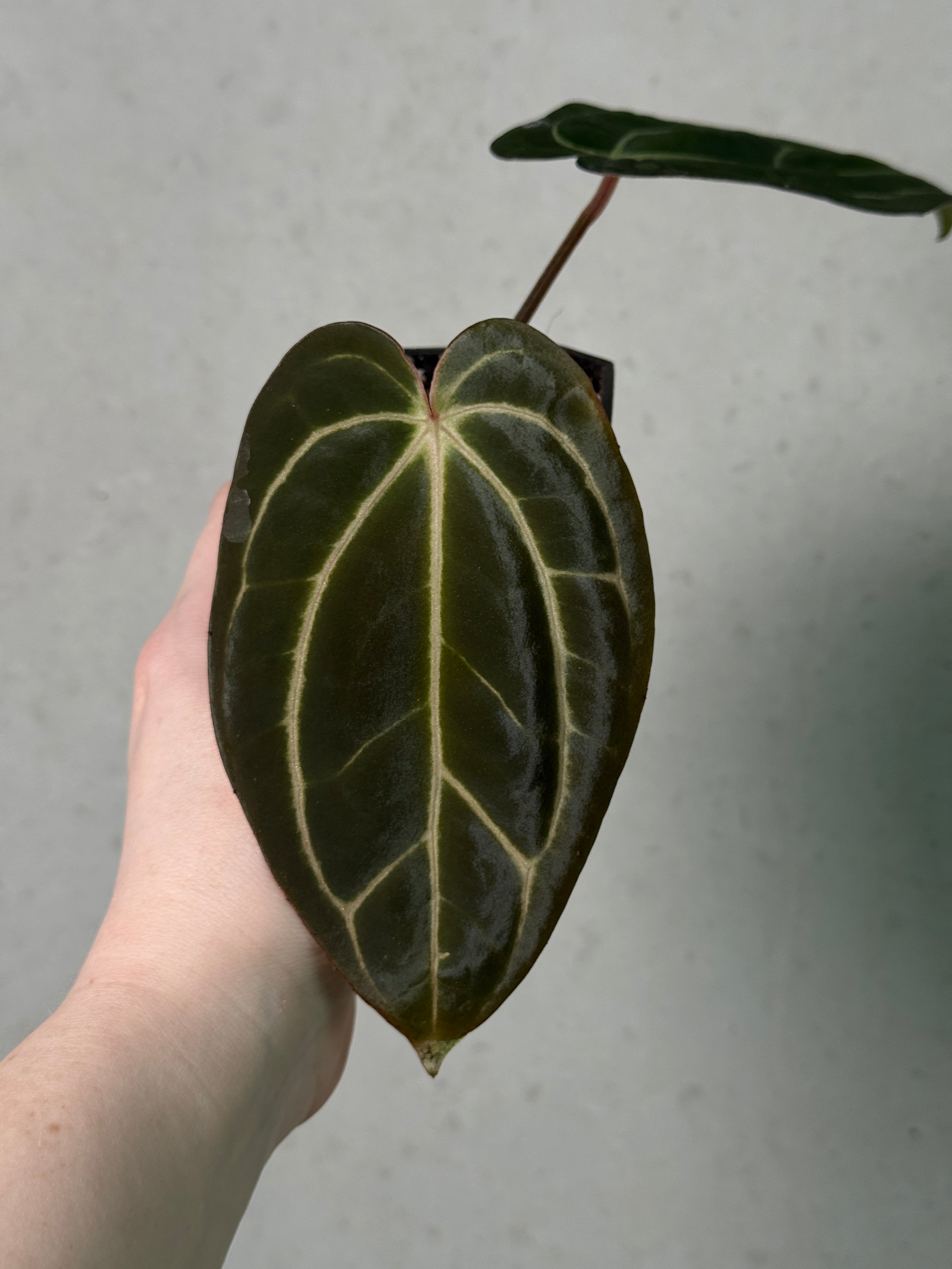 Anthurium Carlablackiae RA10 S1 x NSE Dressleri ‘Obsidian’