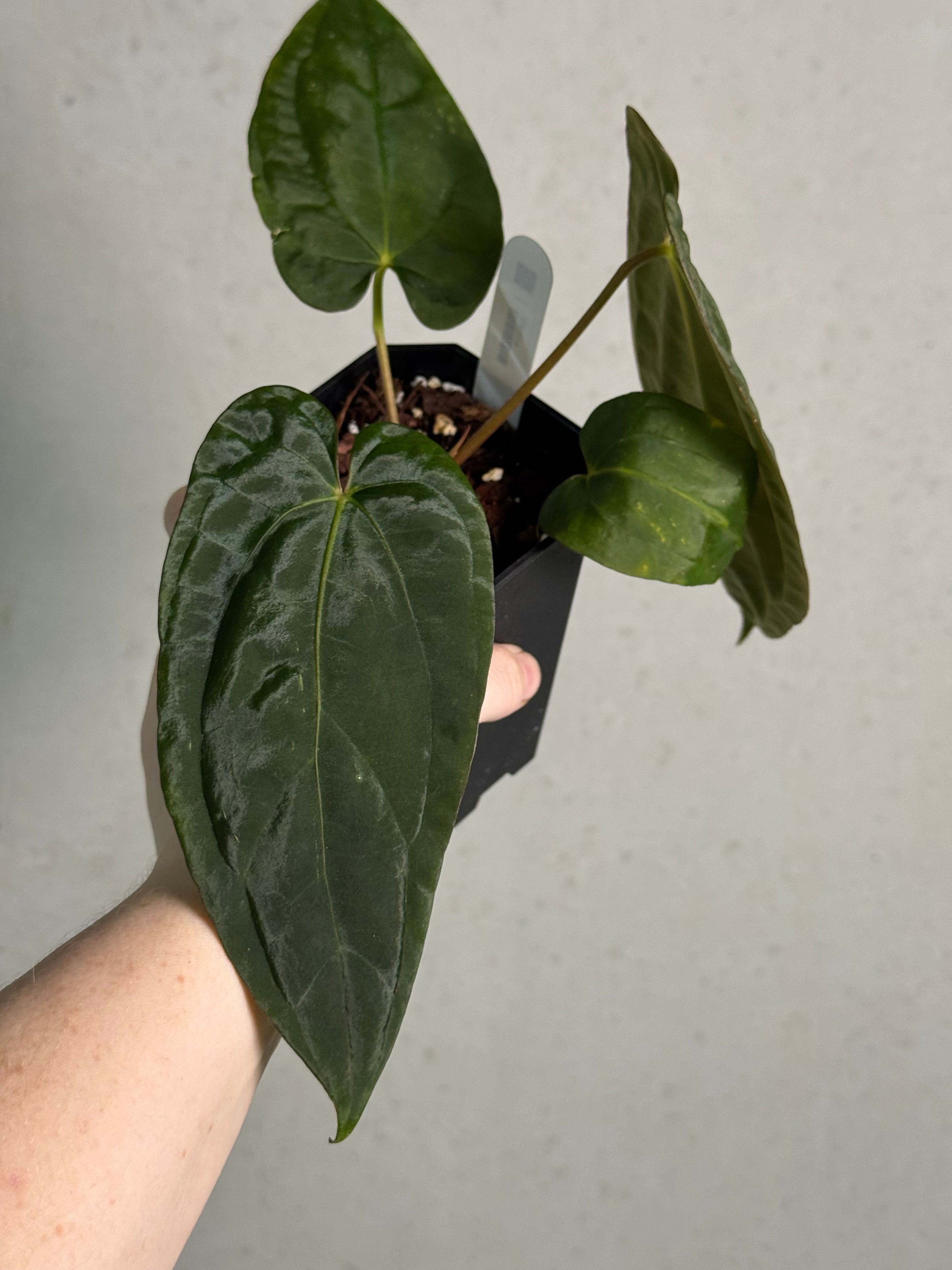Anthurium Fort Sherman x Dressleri RG - SMUKHI