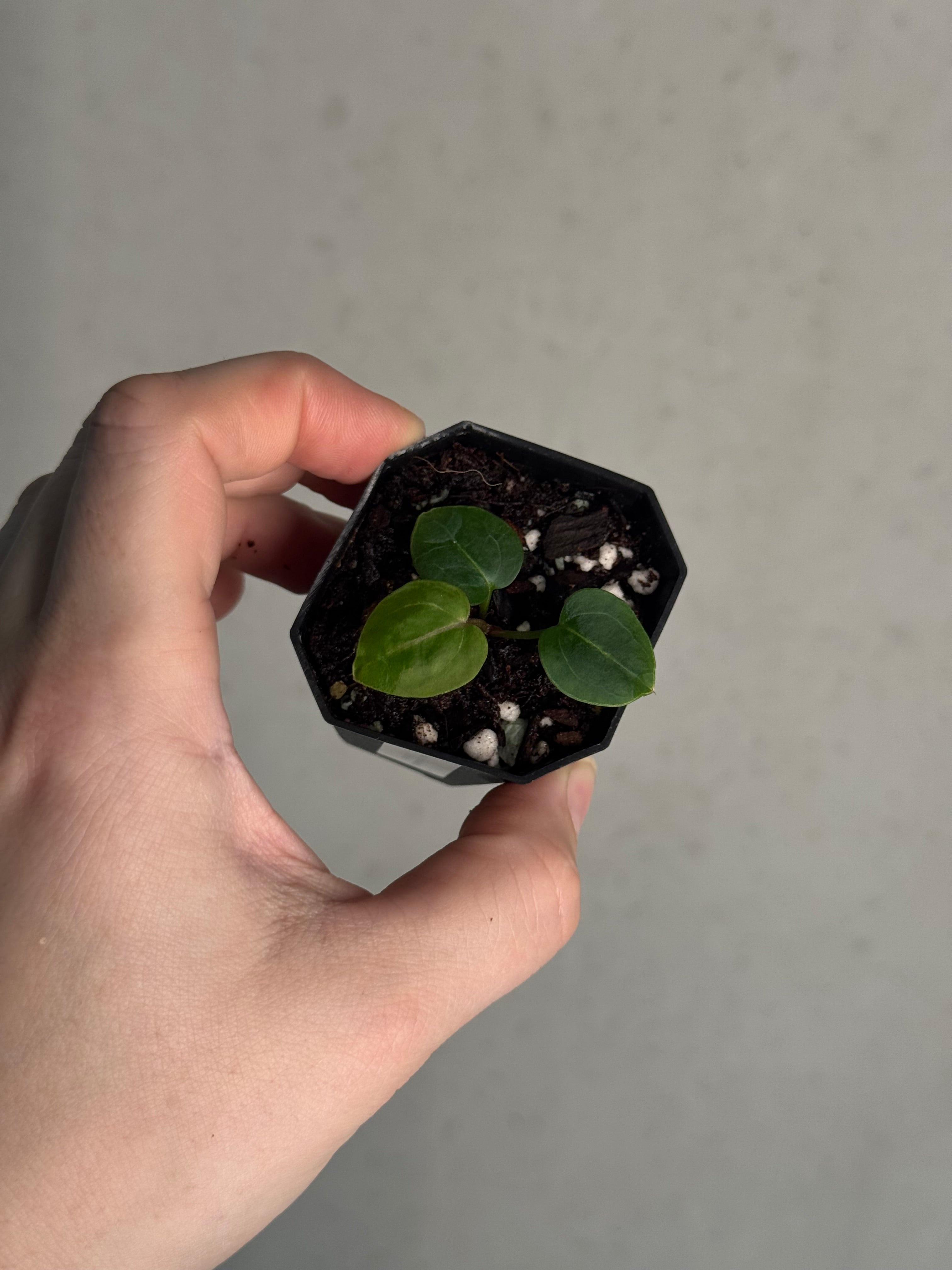 Anthurium (Zara x Michelle) 'Selected' x (Zara x Michelle) 'Lobes'