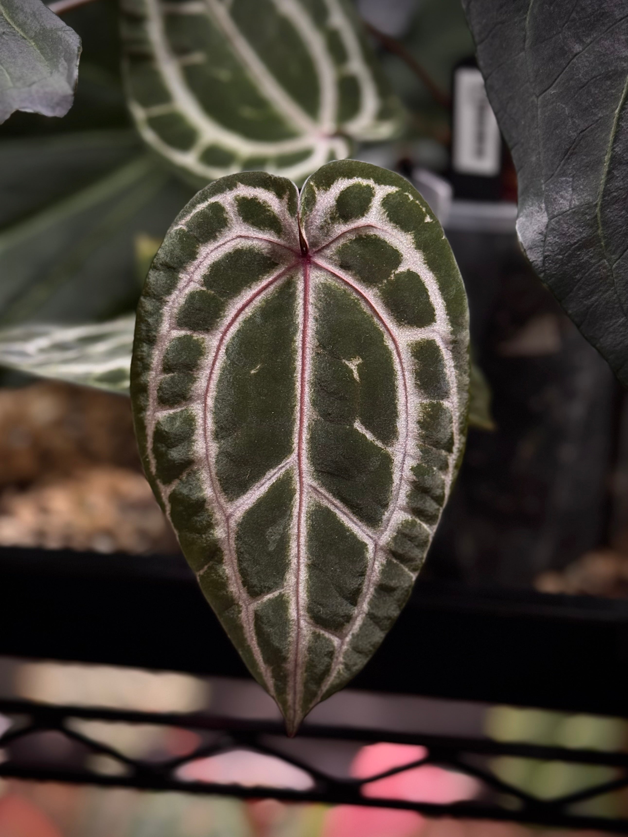 NFS: Anthurium (Zara x Michelle) 'Selected' x (Zara x Michelle) F2 Dark