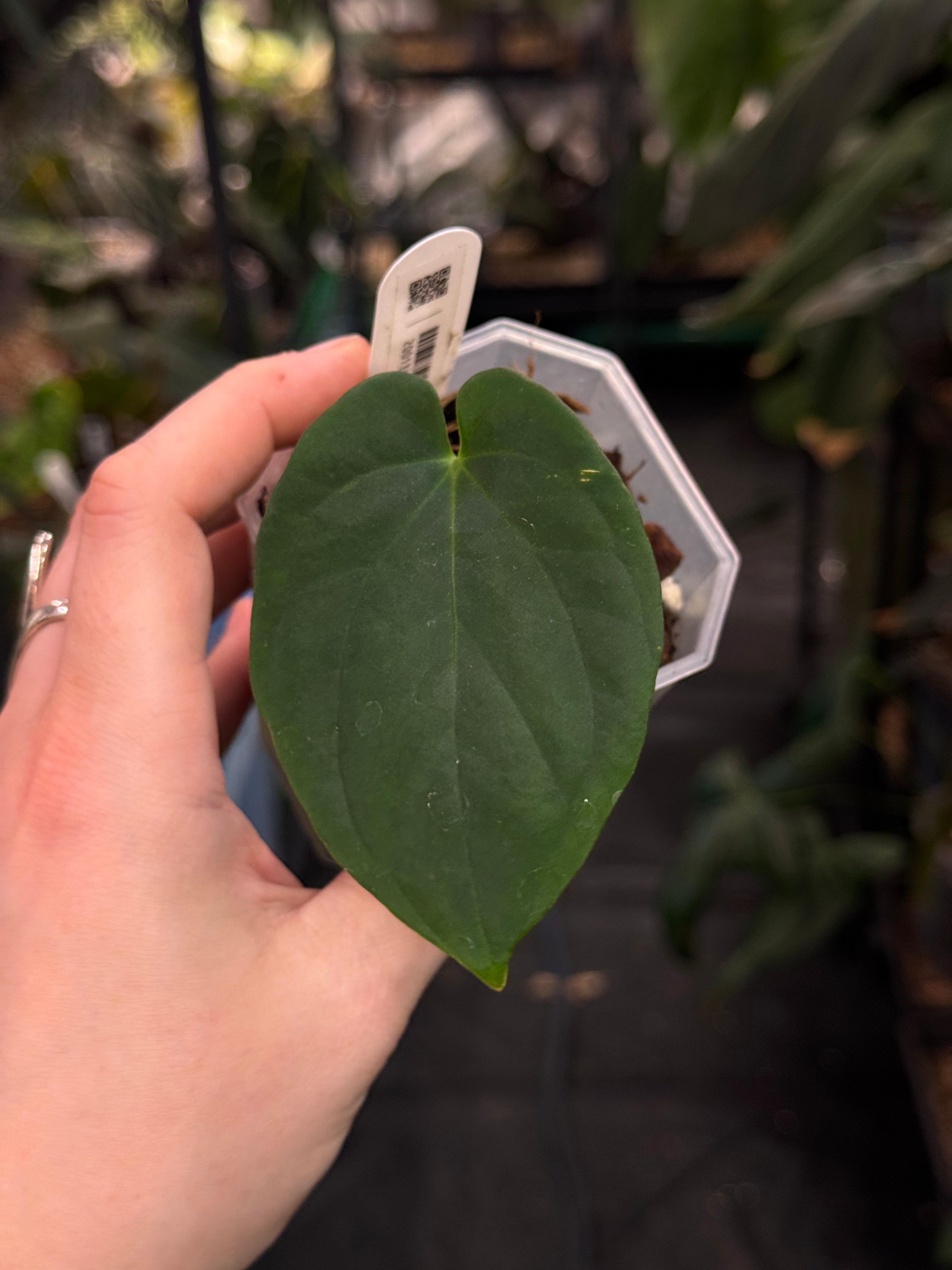 Anthurium Antolakii / BVEP Round x Felix