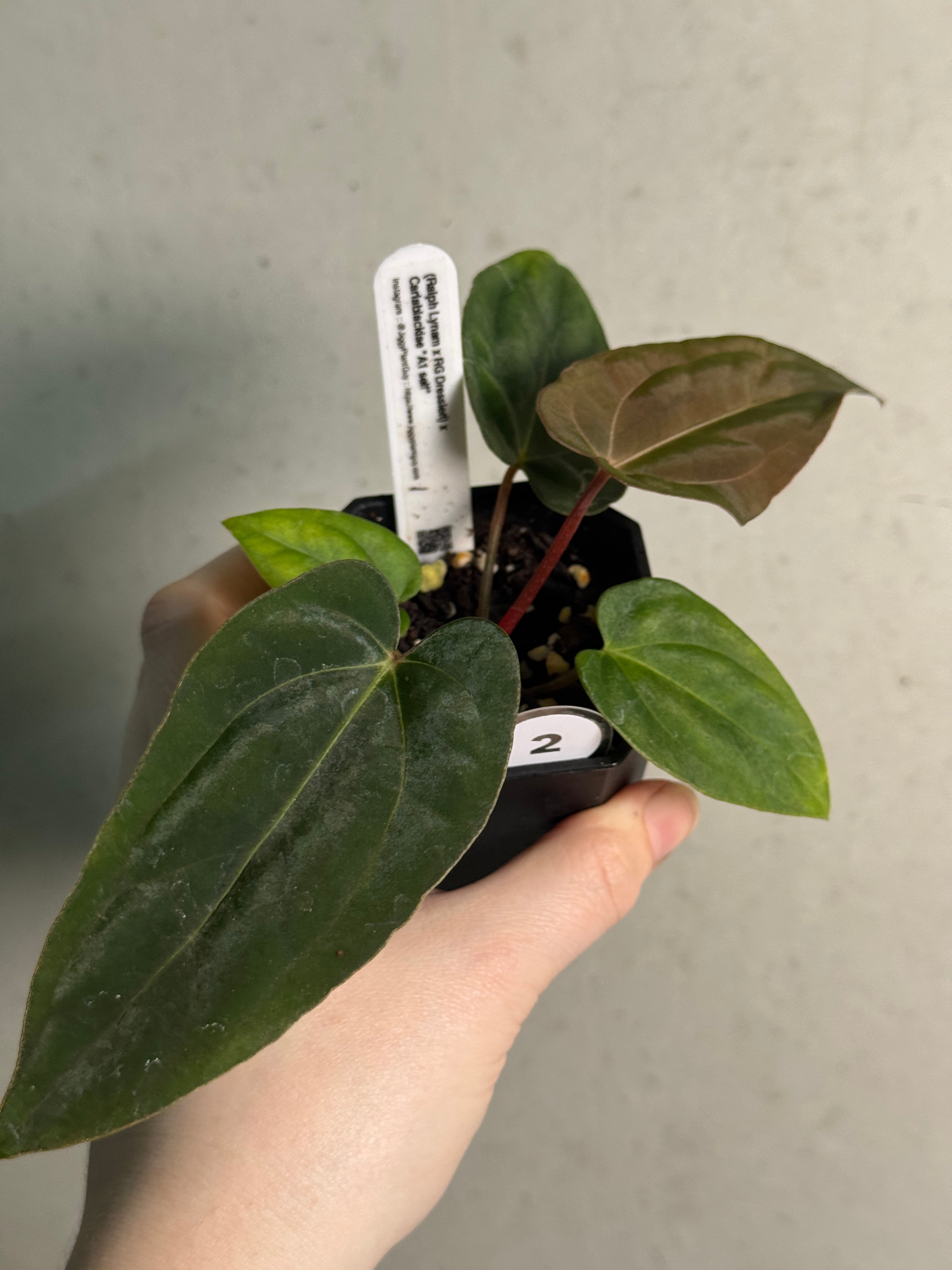 Anthurium (Ralph Lynam x Dressleri RG) x (Carlablackiae A1 x self) - SMUKHI