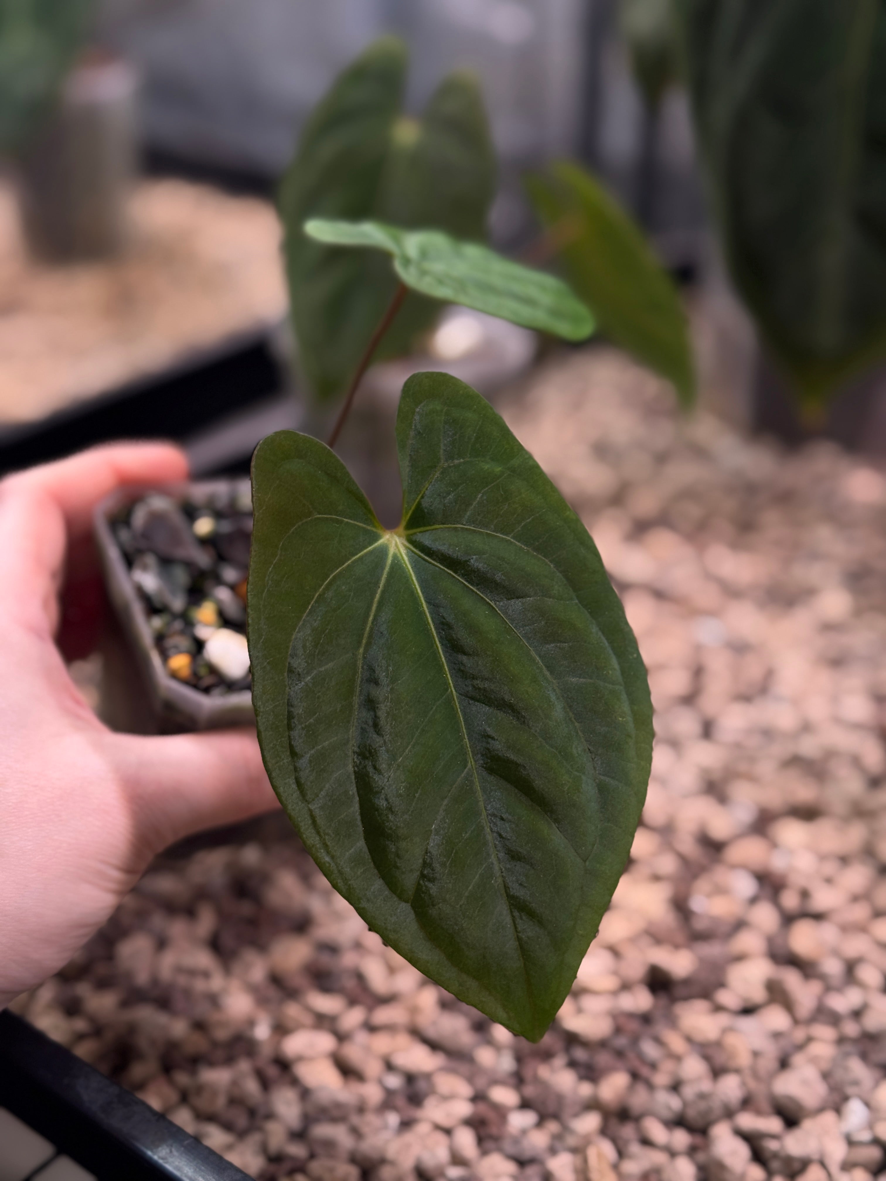 Anthurium Dark Phoenix - Clone