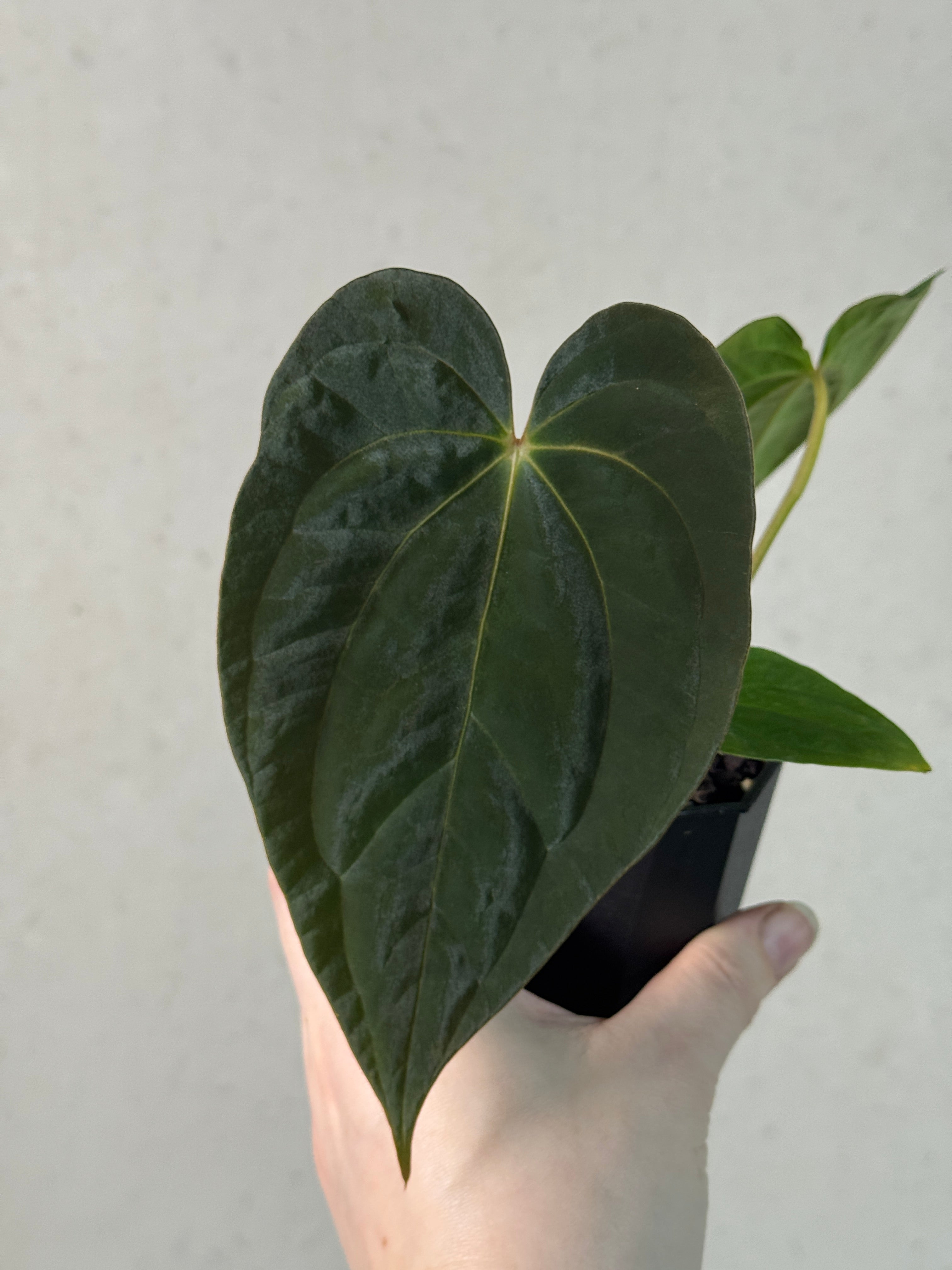 Anthurium Papillilaminum 'Guna Yala' x BVEP (‘Round’ x RA1)