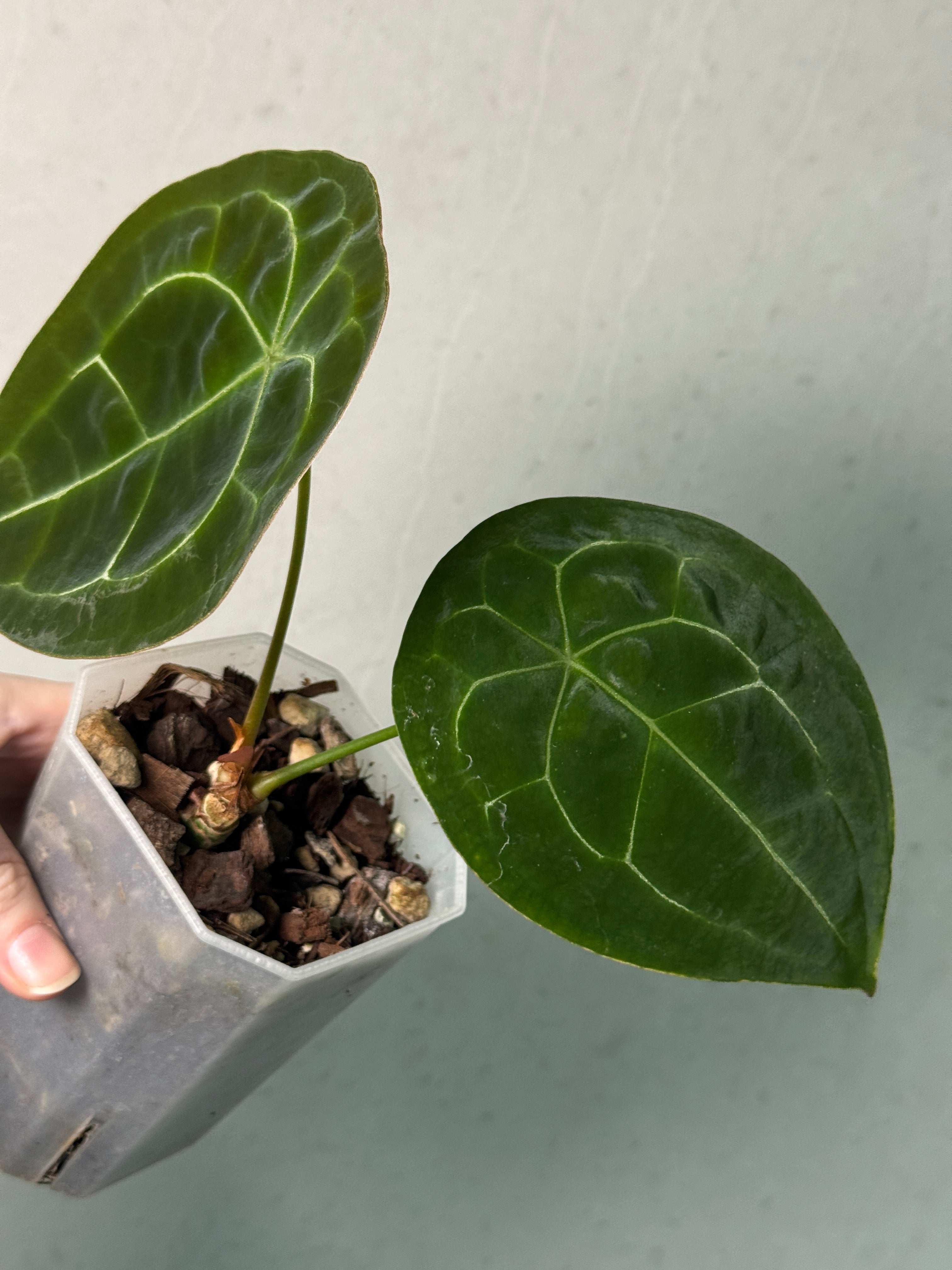 Anthurium Forgetii Silver/White Stripes - SMUKHI
