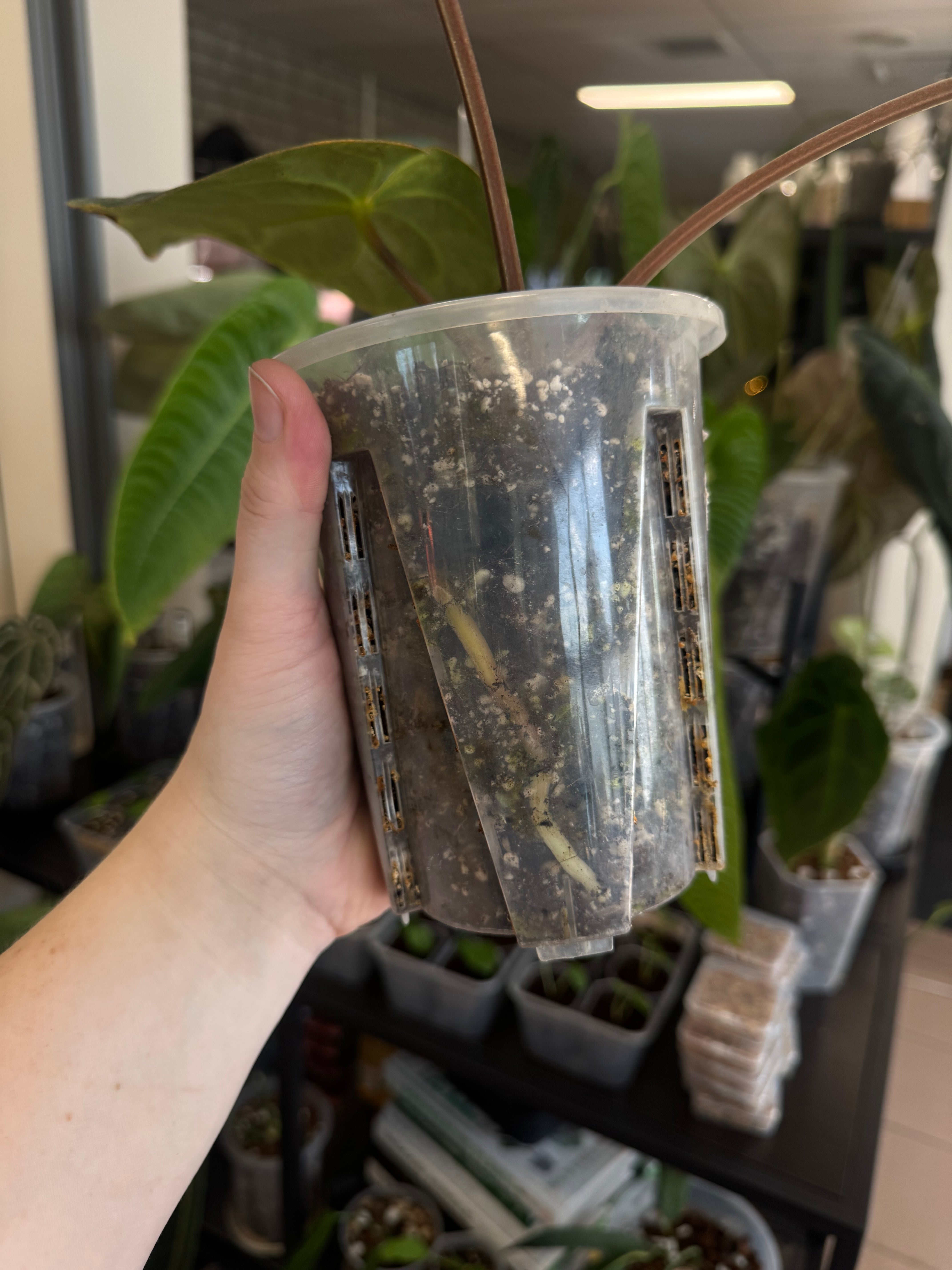 Anthurium Carlablackiae
