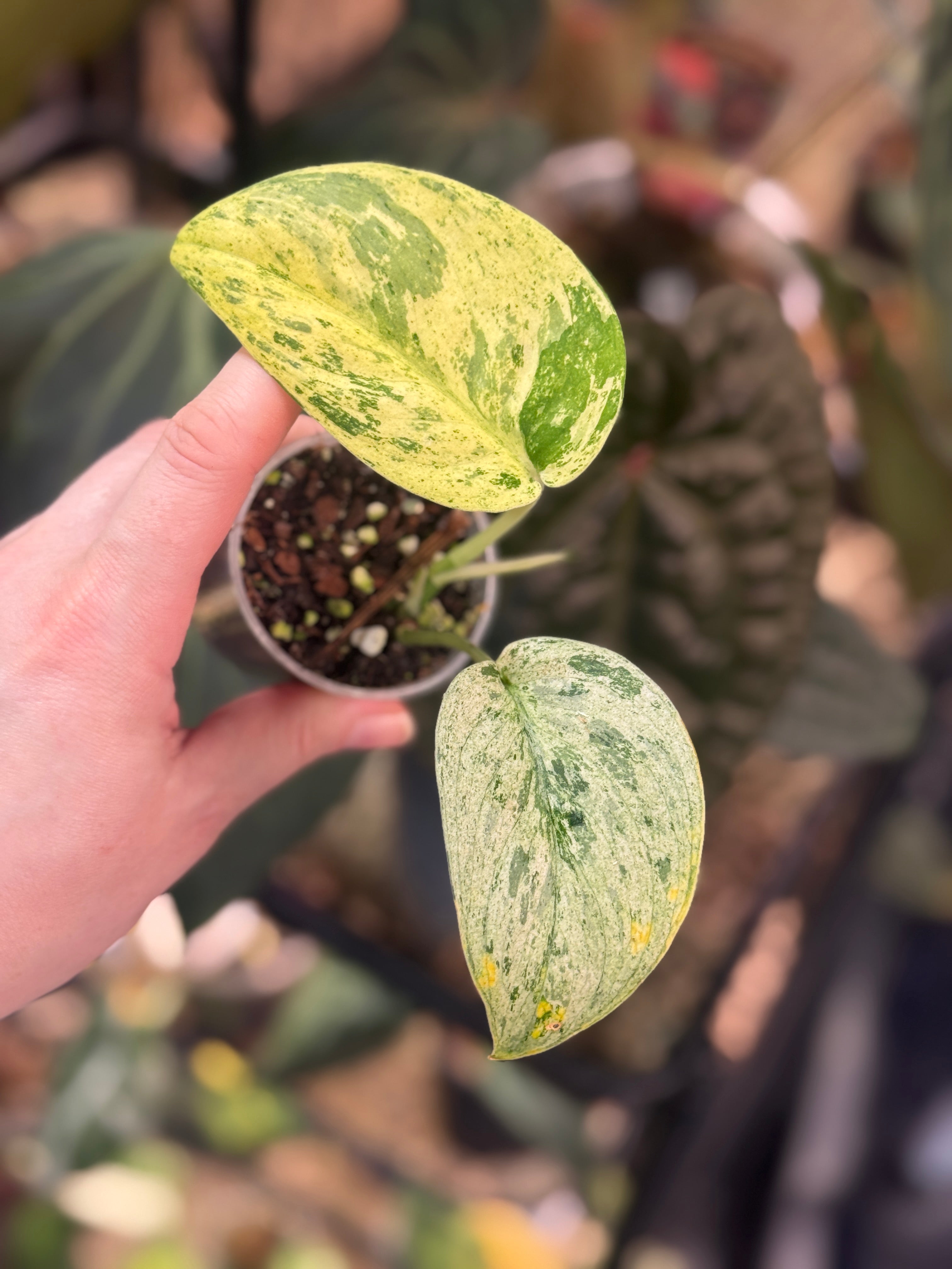 Scindapsus Jade Satin Marble Queen - SMUKHI