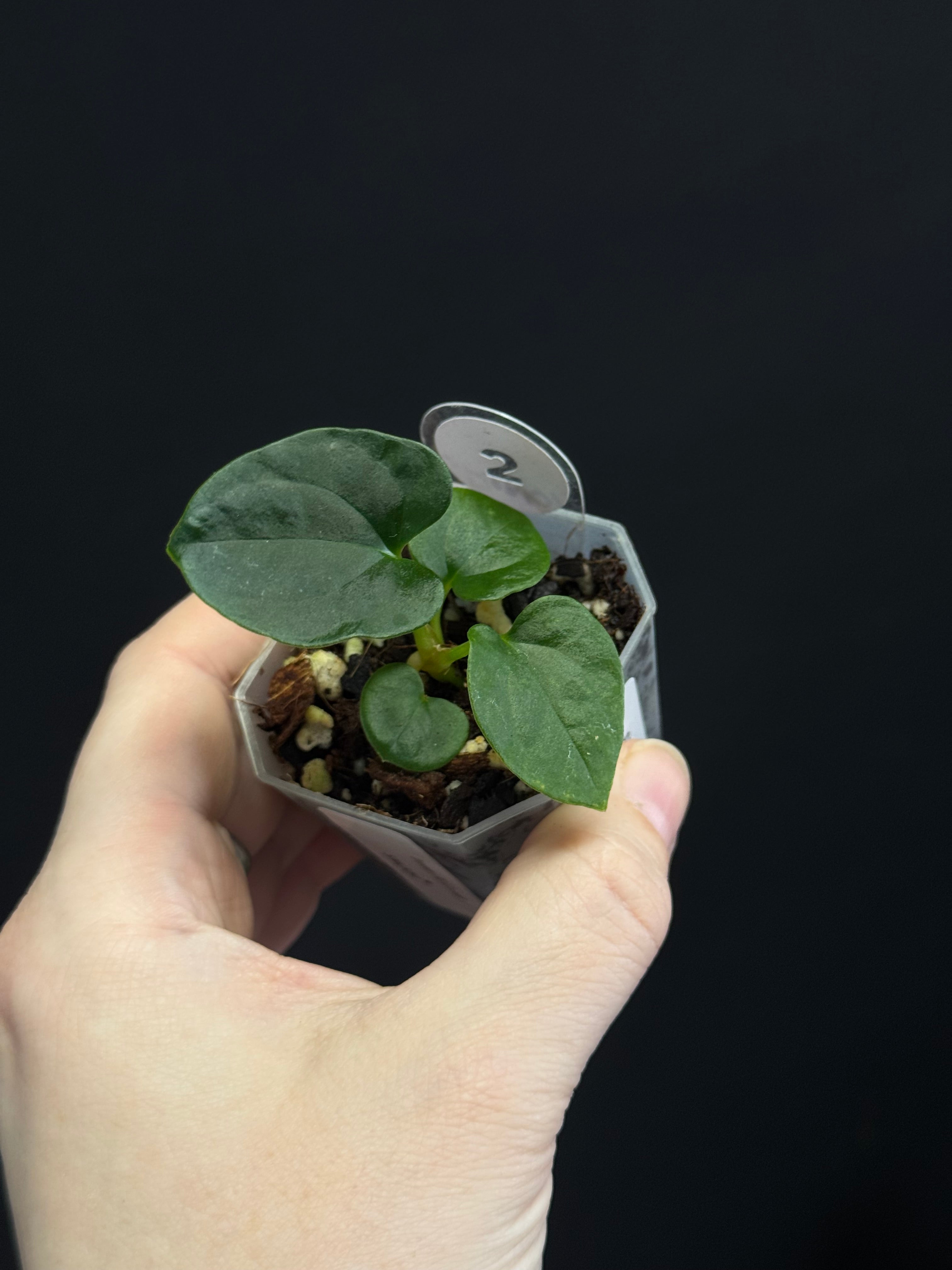 Anthurium Dressleri RG F3 (JV) x self