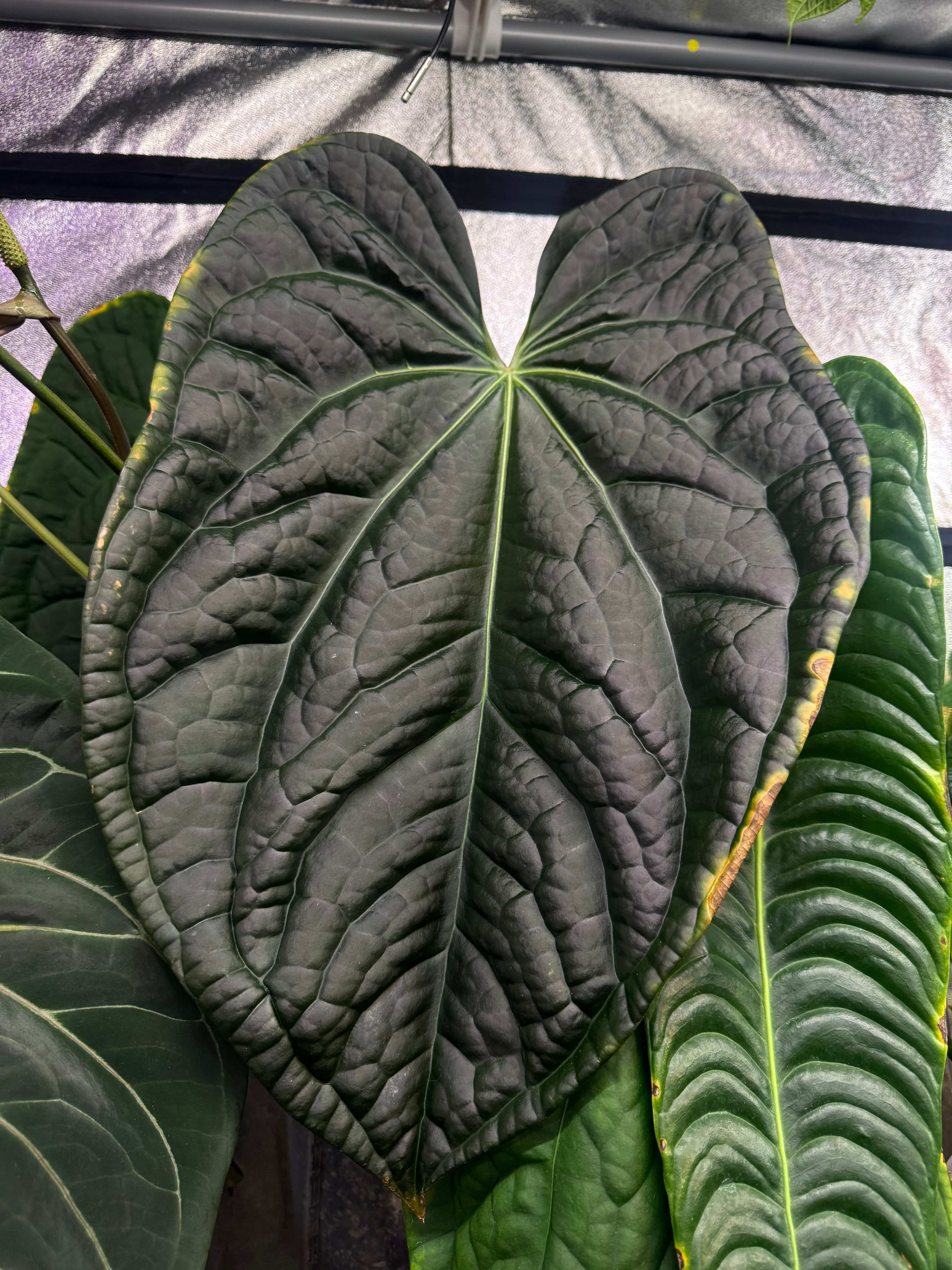 Anthurium Crystallinum x Luxurians - Cutting - SMUKHI