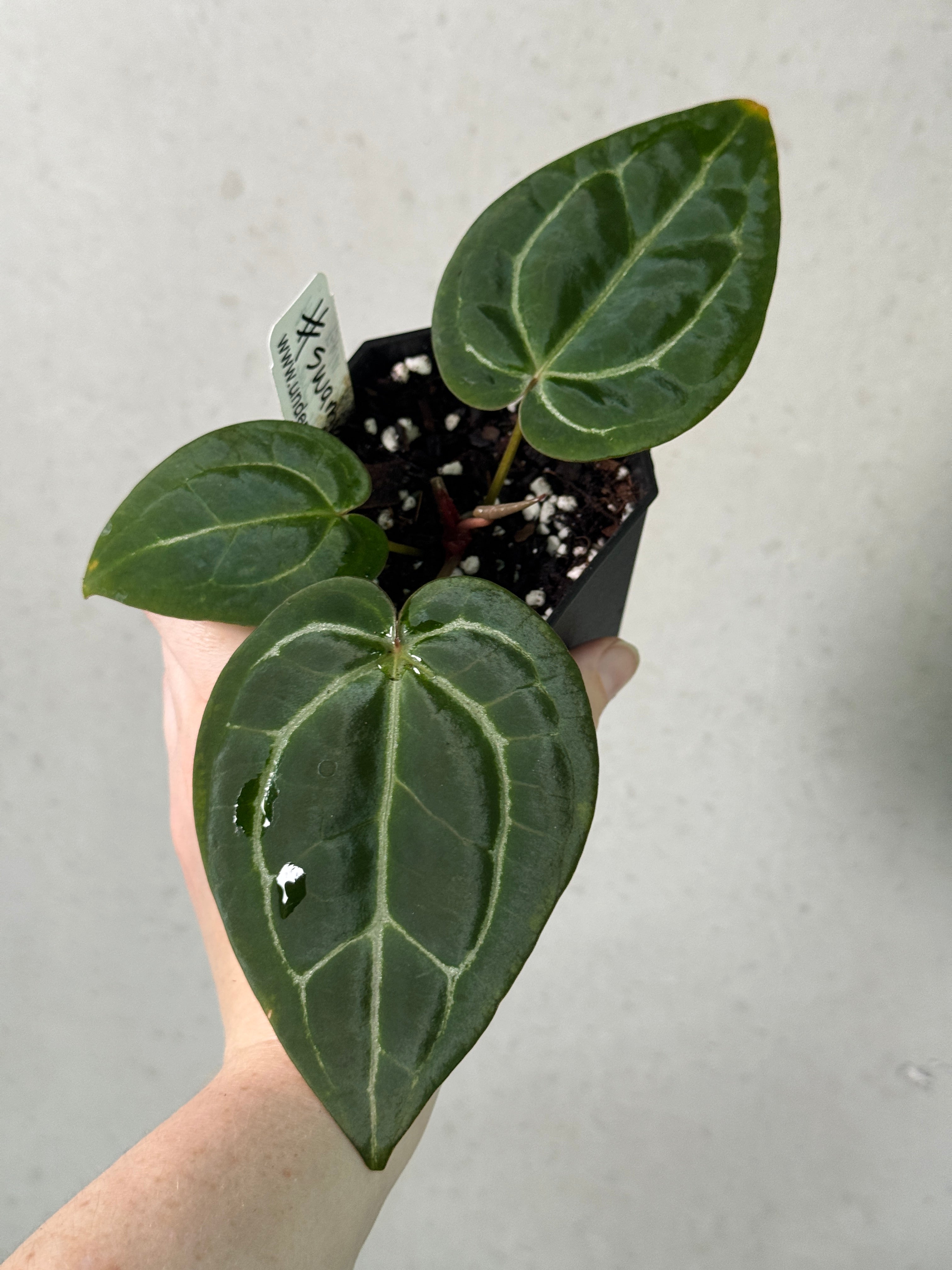Two Anthurium 'Stripey' plants from Understory Oasis, featuring vibrant striped leaves and dark glossy foliage.
