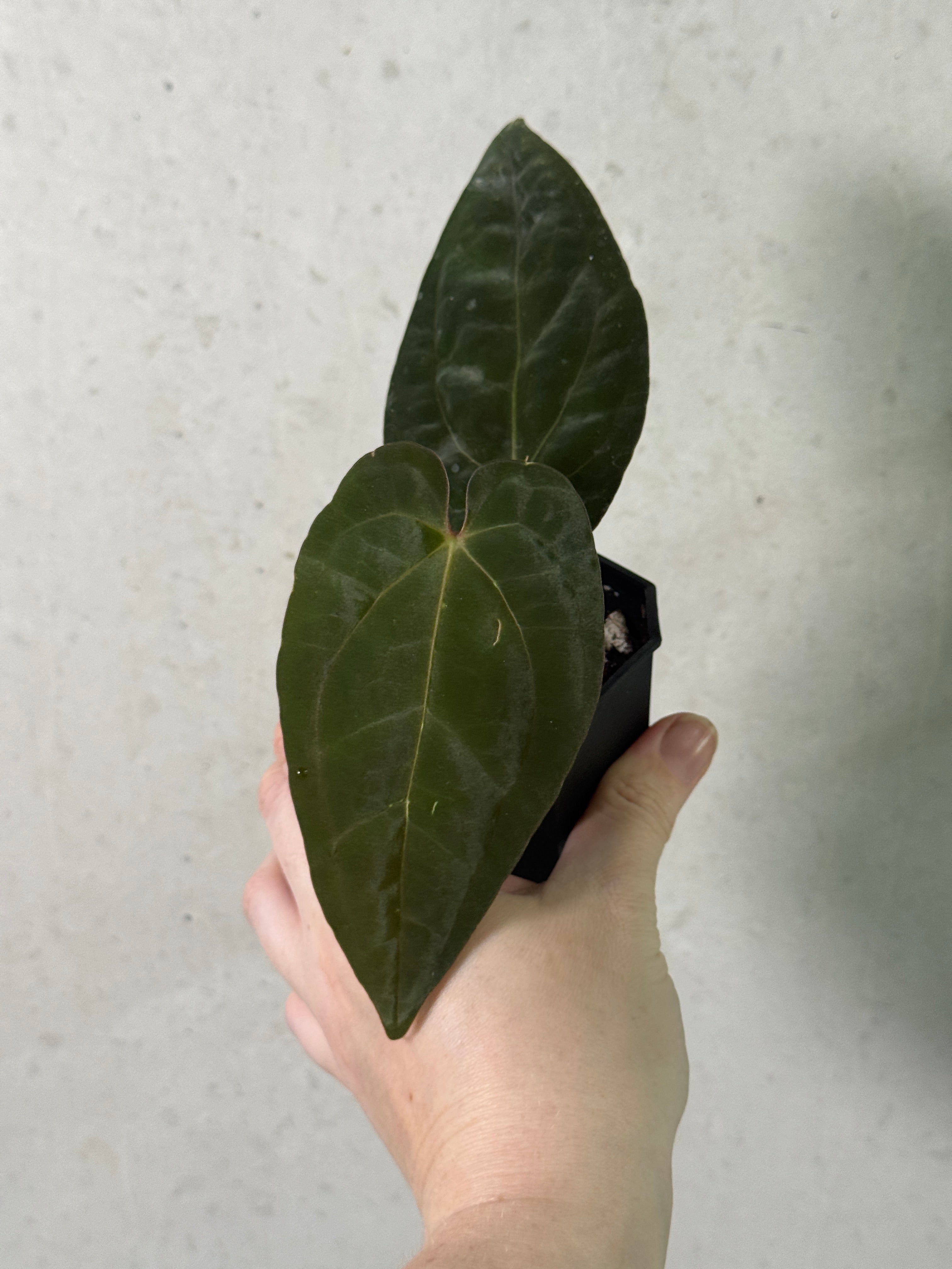 Anthurium Fort Sherman x Ace of Spades (Kunzo) plant from Abelia Plants, showcasing glossy green leaves and striking spade-shaped flowers.