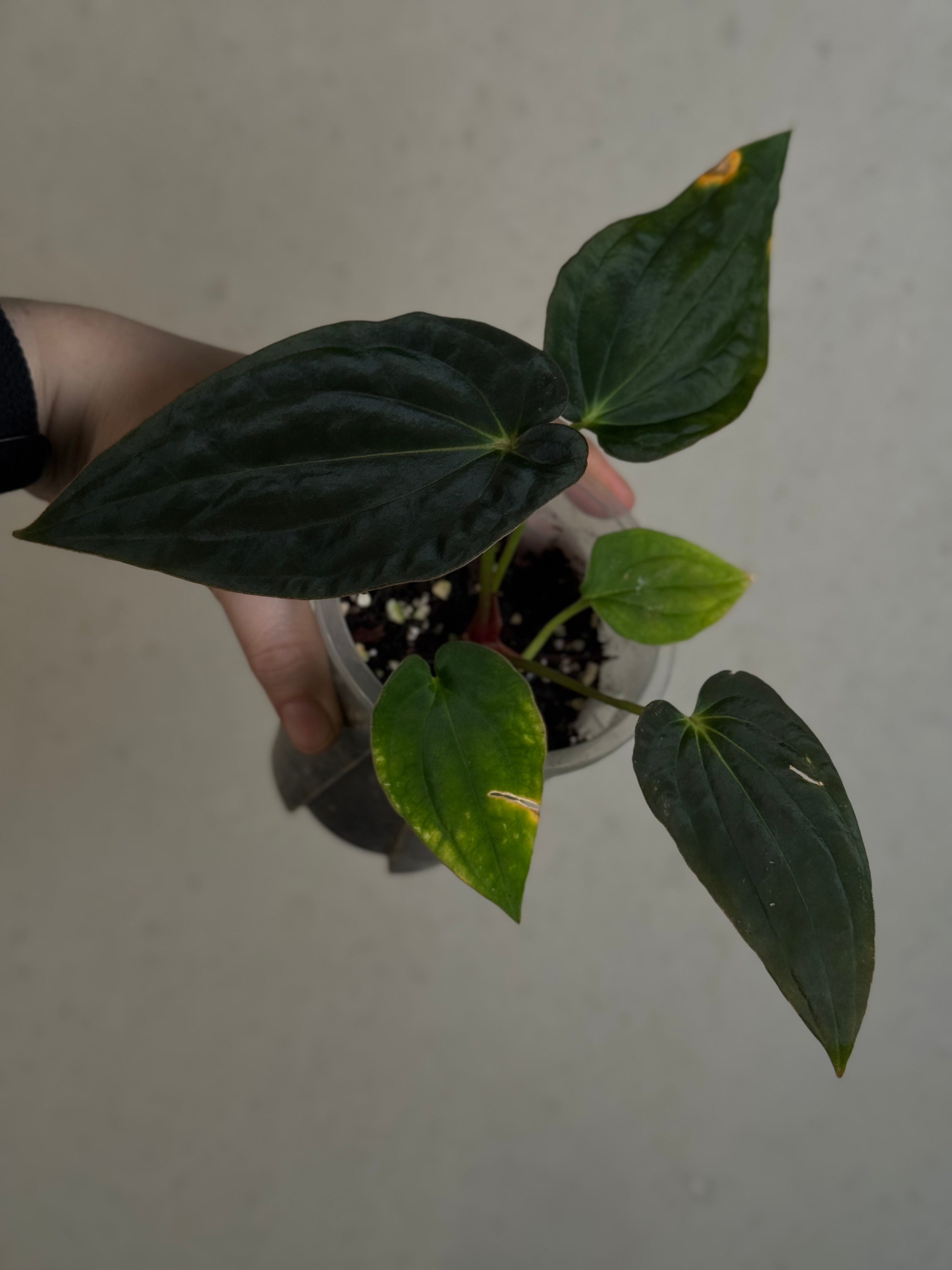 Anthurium Antolakii (BVEP) ‘Round’ x RA1 F2