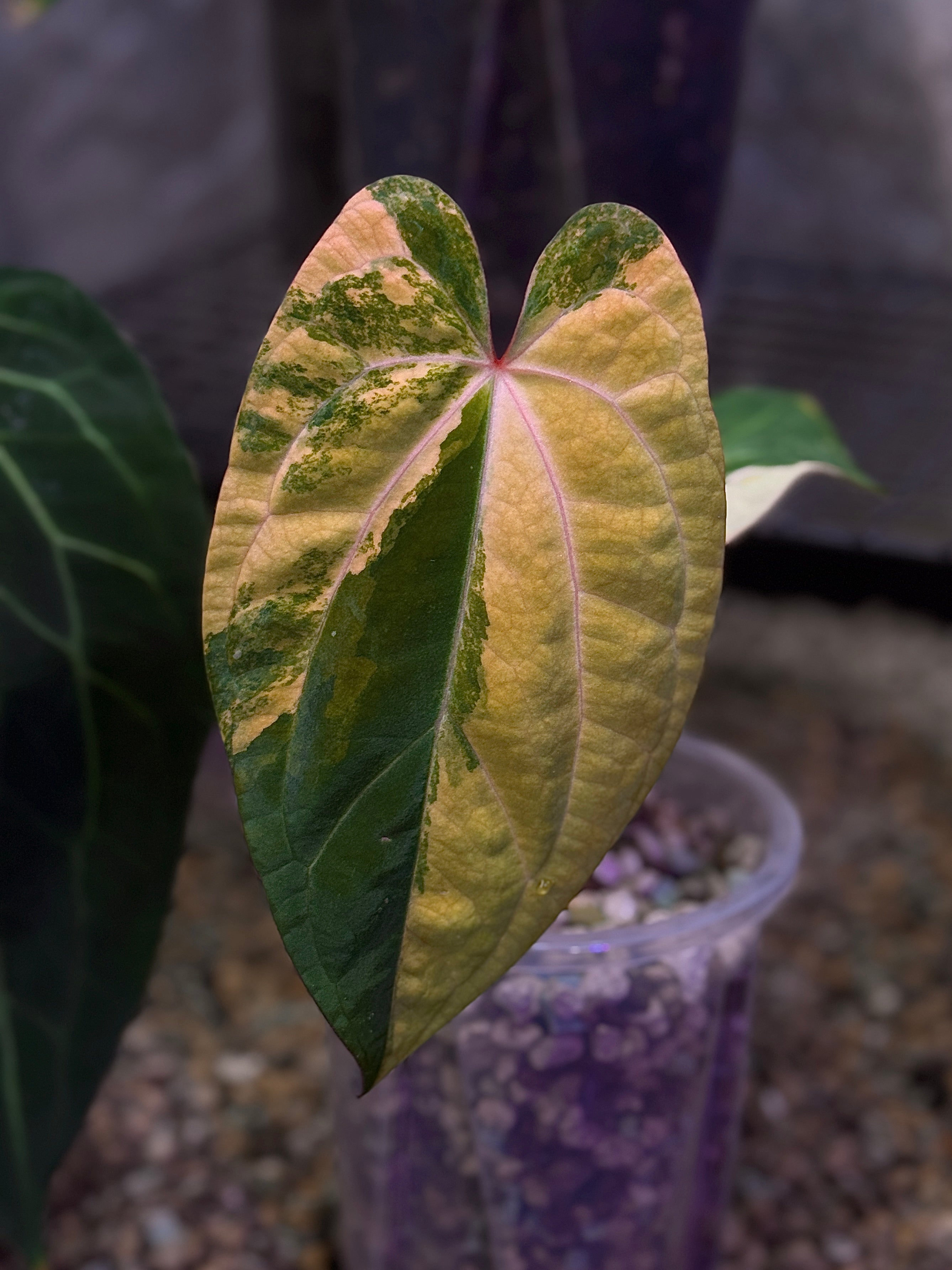 Anthurium Ace of Spades x RVDP Variegata - Clone [Pre-order