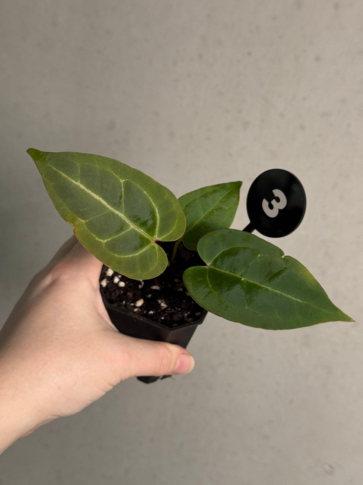 Variegated Stingray Anthurium plant with dark, glossy leaves and unique variegation, featuring black, red, and chocolate tones.