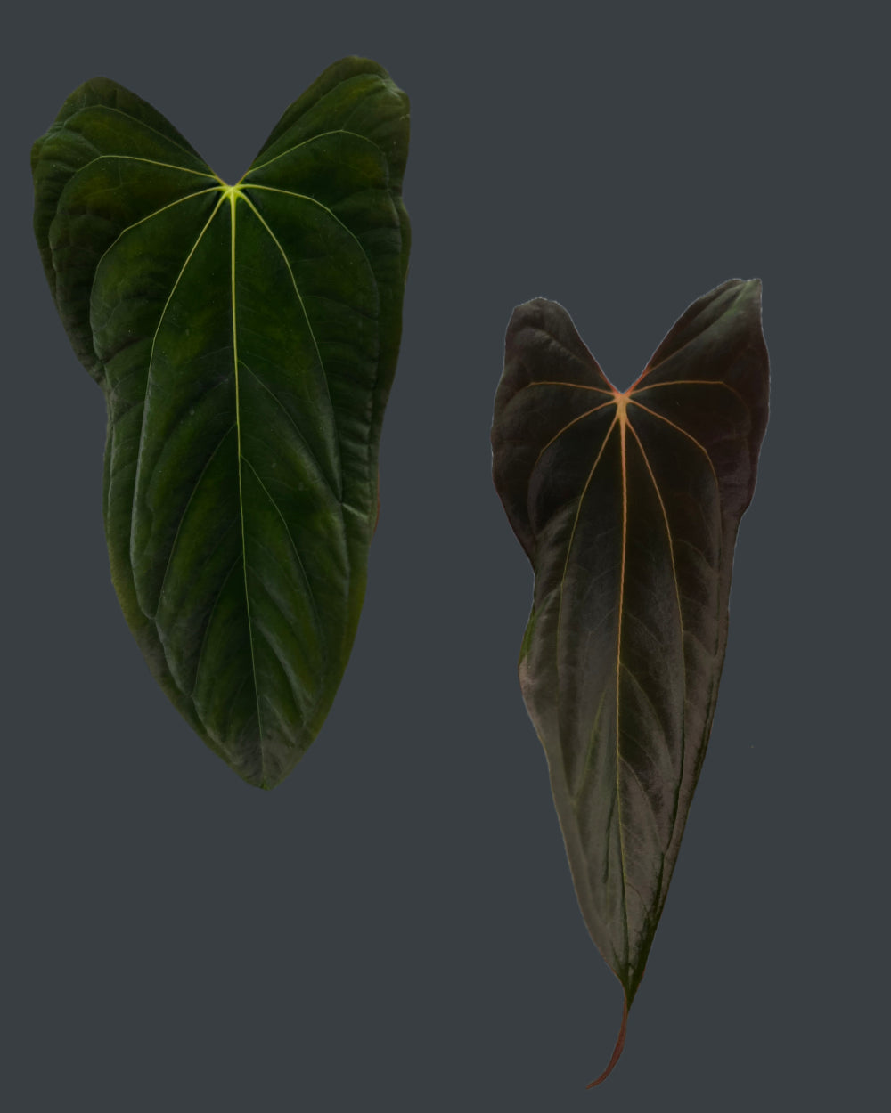 Anthurium (FSxRL) x (RLxFS)