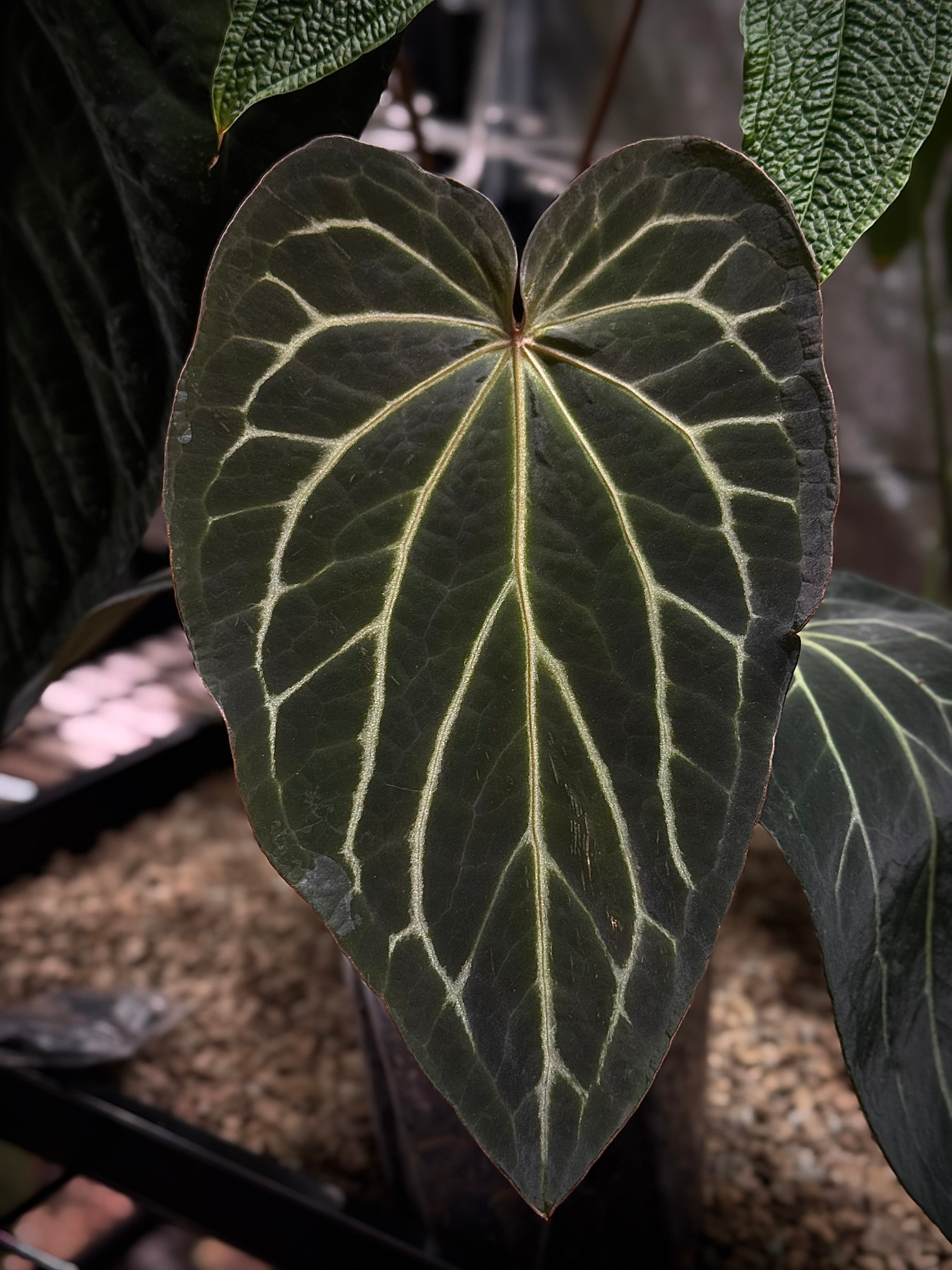 NFS: Anthurium DocBlock Black Widow '13' x Red Velvet Cake '24' #2 - SMUKHI