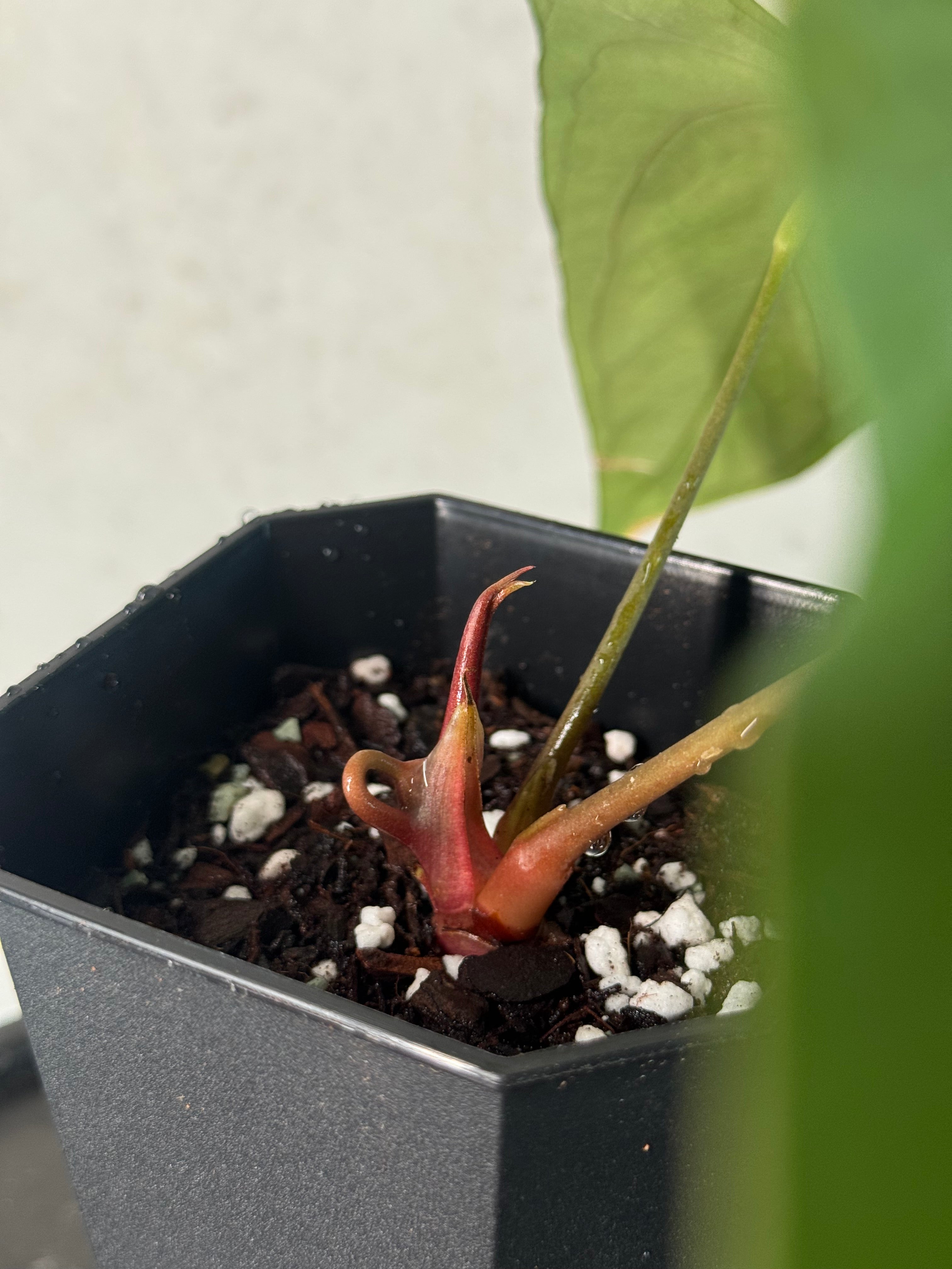 Anthurium sp. Nov DF (JV) - Pre-order