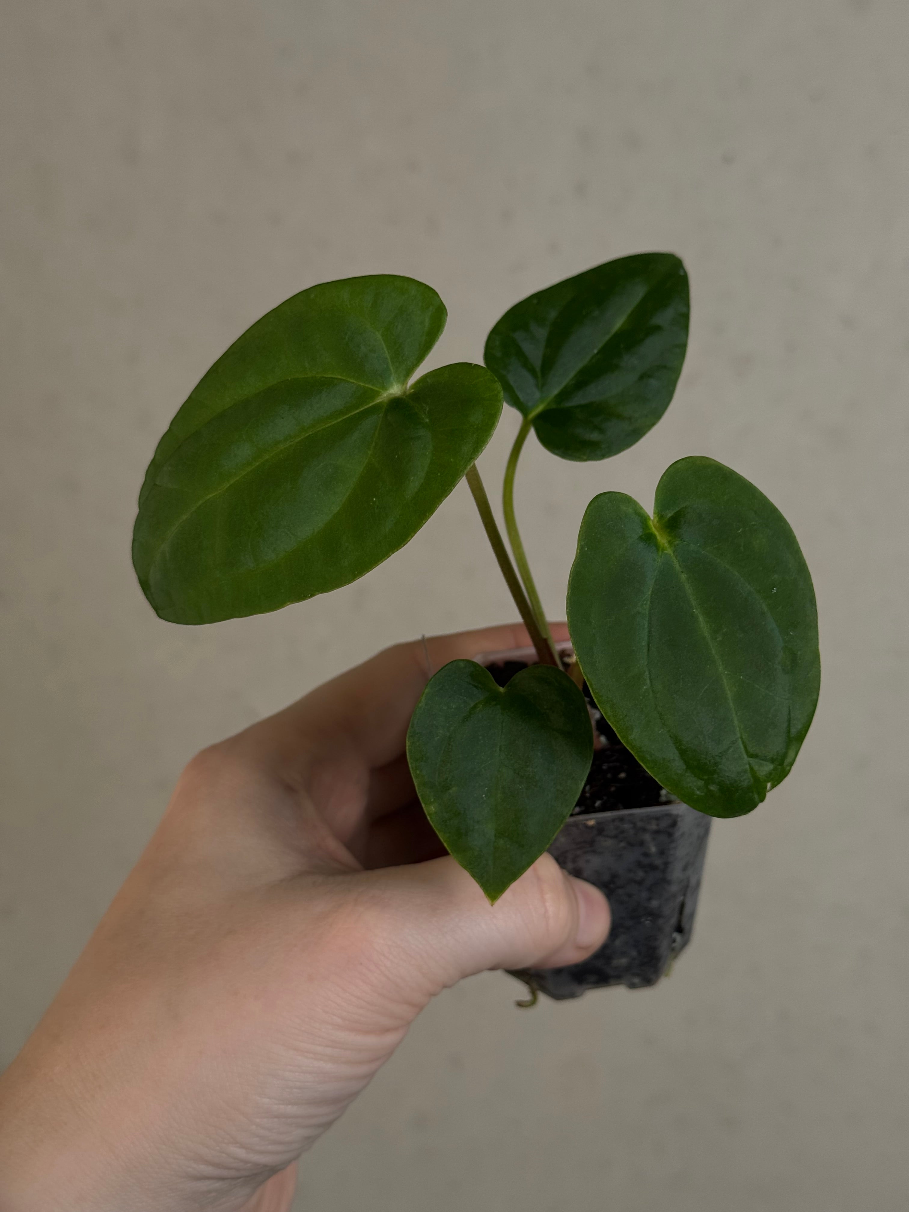 Anthurium (Blue Papillilaminum x Forgetii) x (Papillilaminum XOne x XOne)