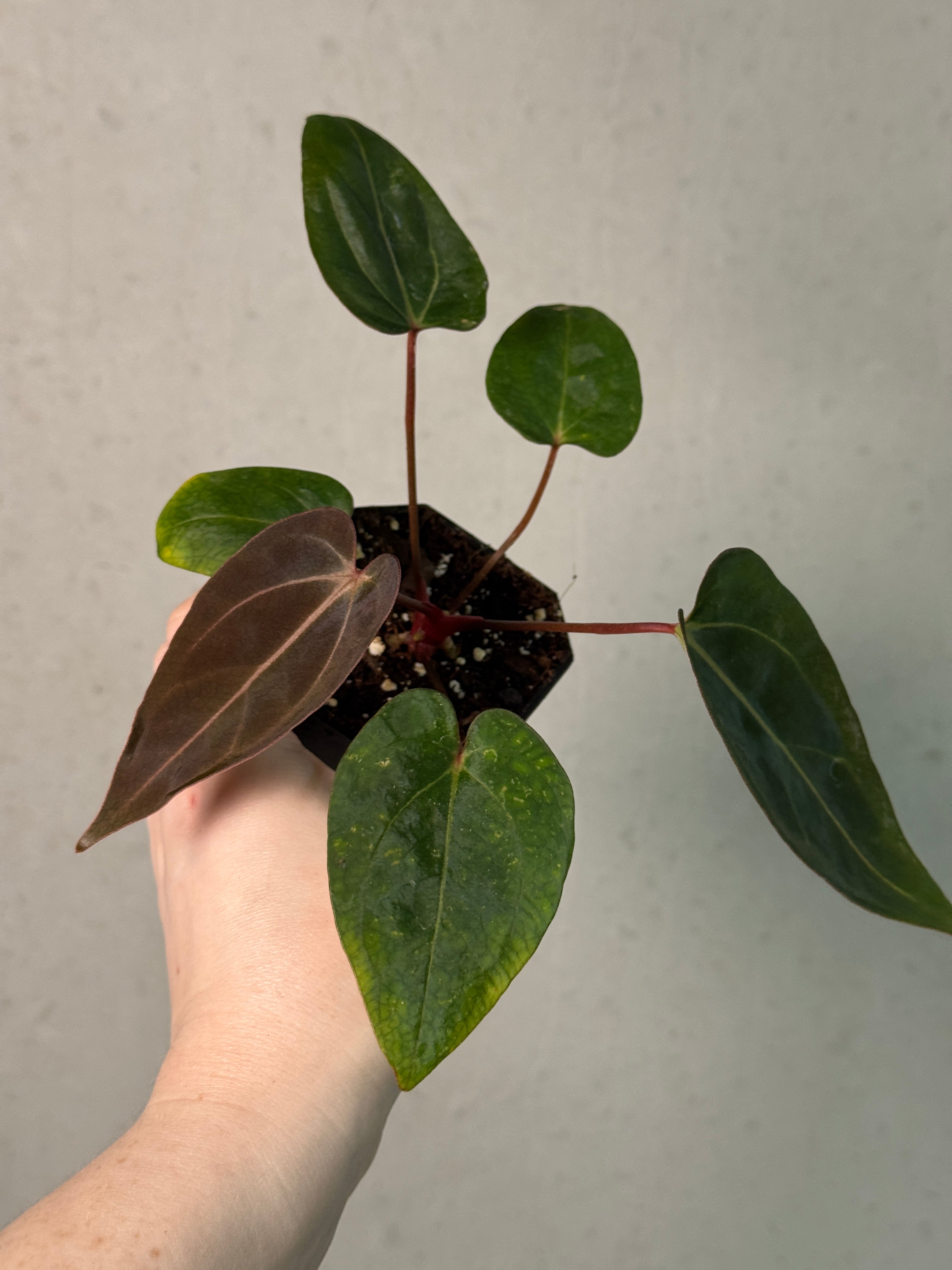 Anthurium Carlablackiae RA10 S1 x NSE Dressleri ‘Obsidian’