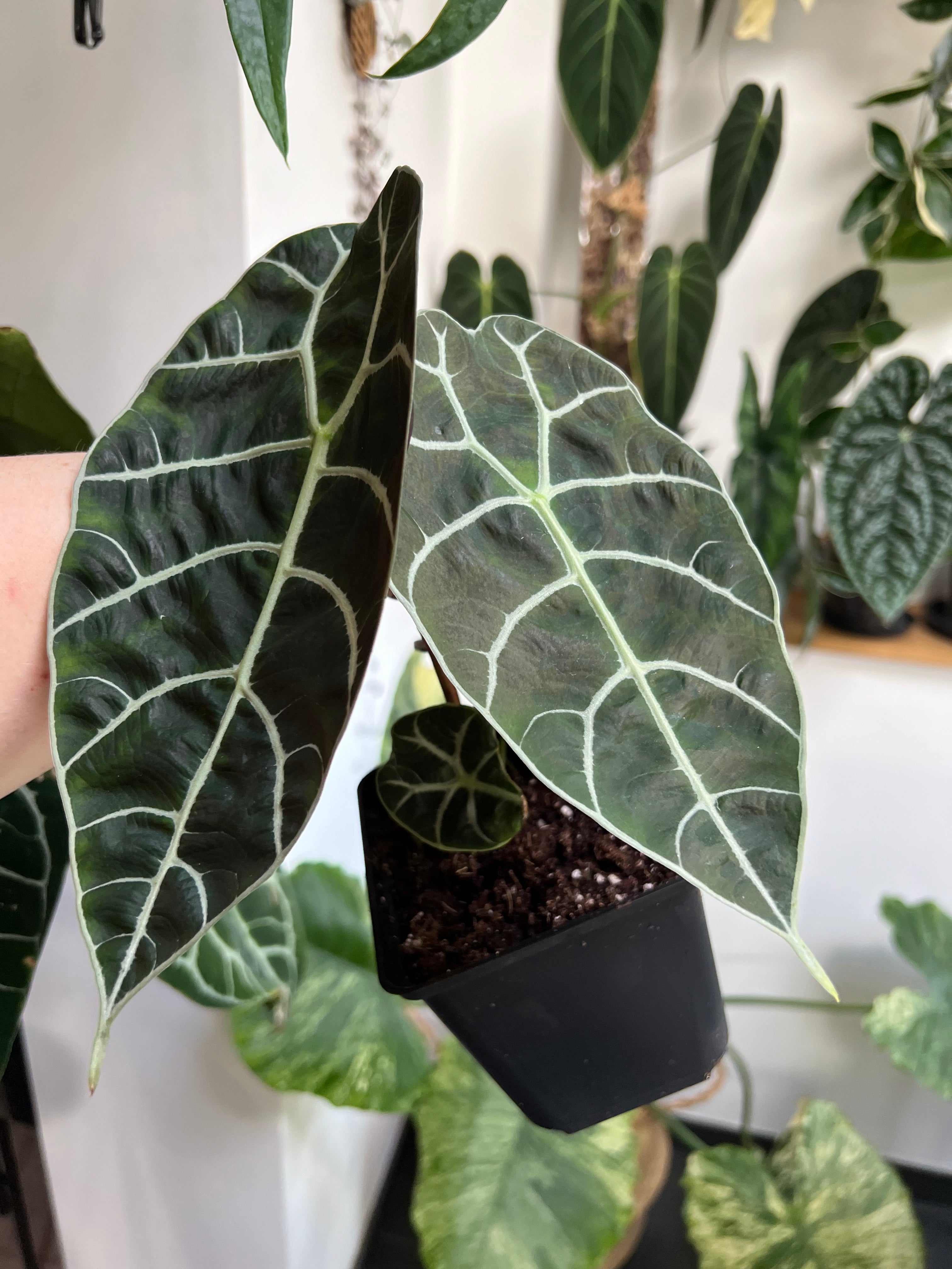 Alocasia Watsoniana - Medium Size