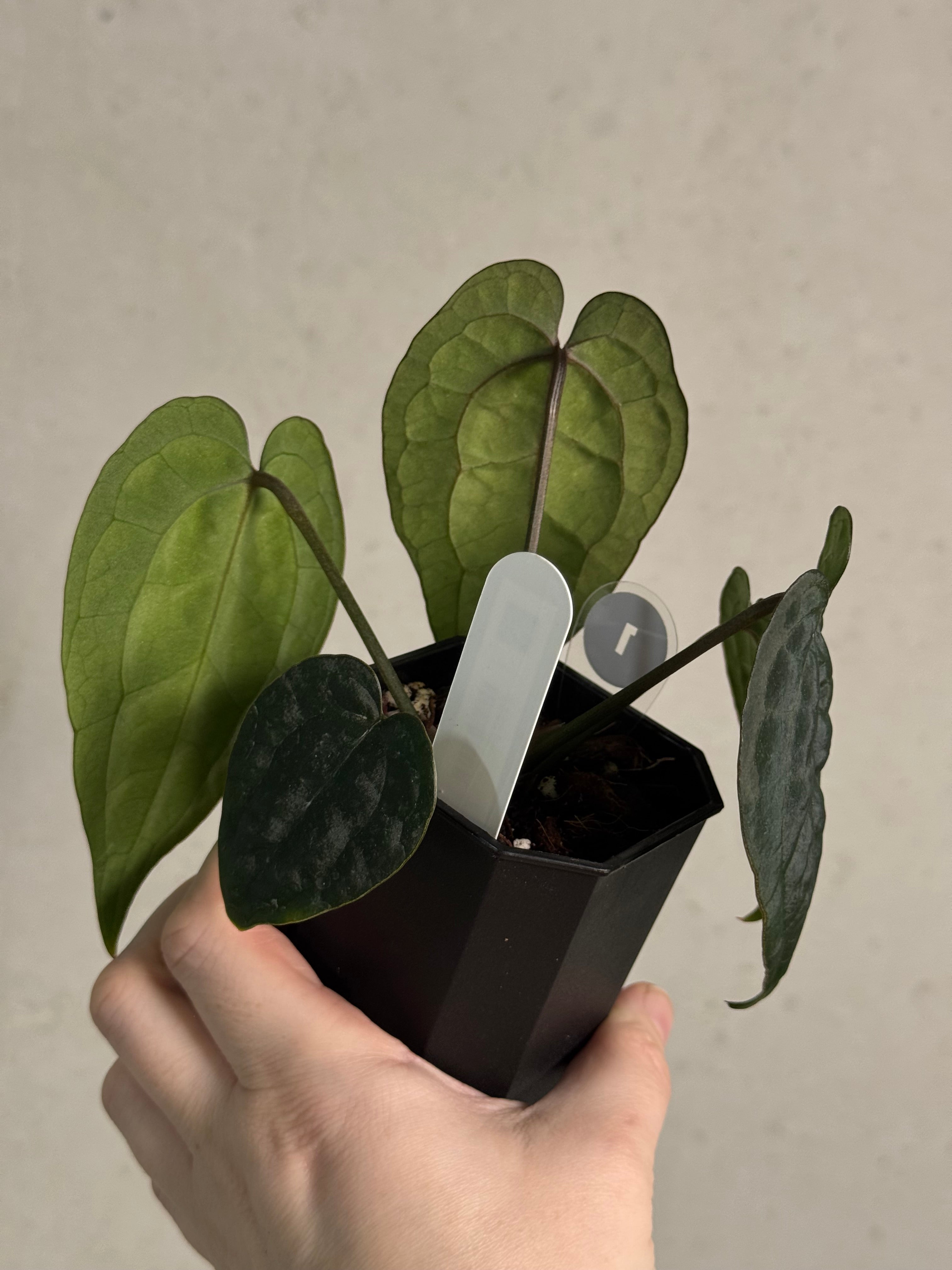 Anthurium Ace Of Spades Dark Form F1 (SKG) - SMUKHI