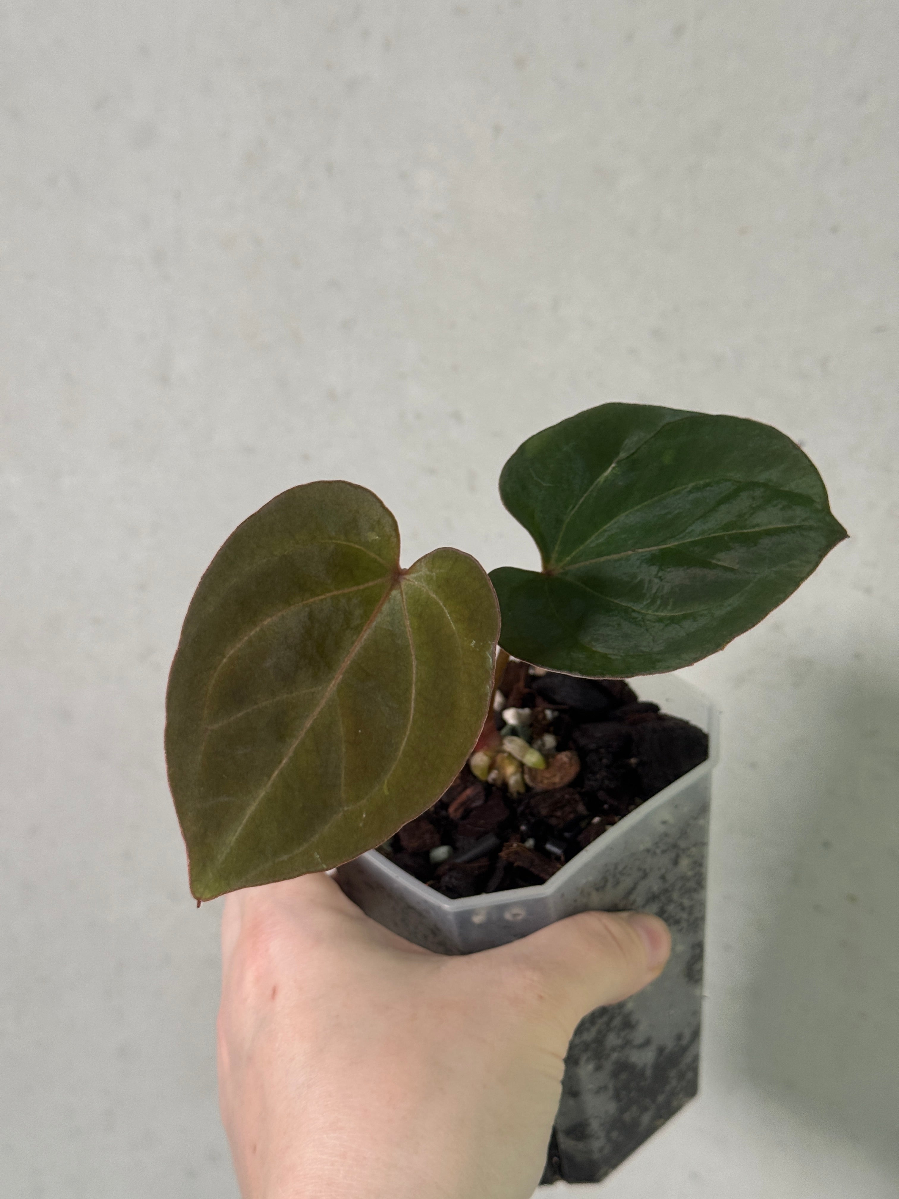 Healthy Anthurium HU Clone plant by SMUKHI with vibrant green leaves and glossy heart-shaped foliage.