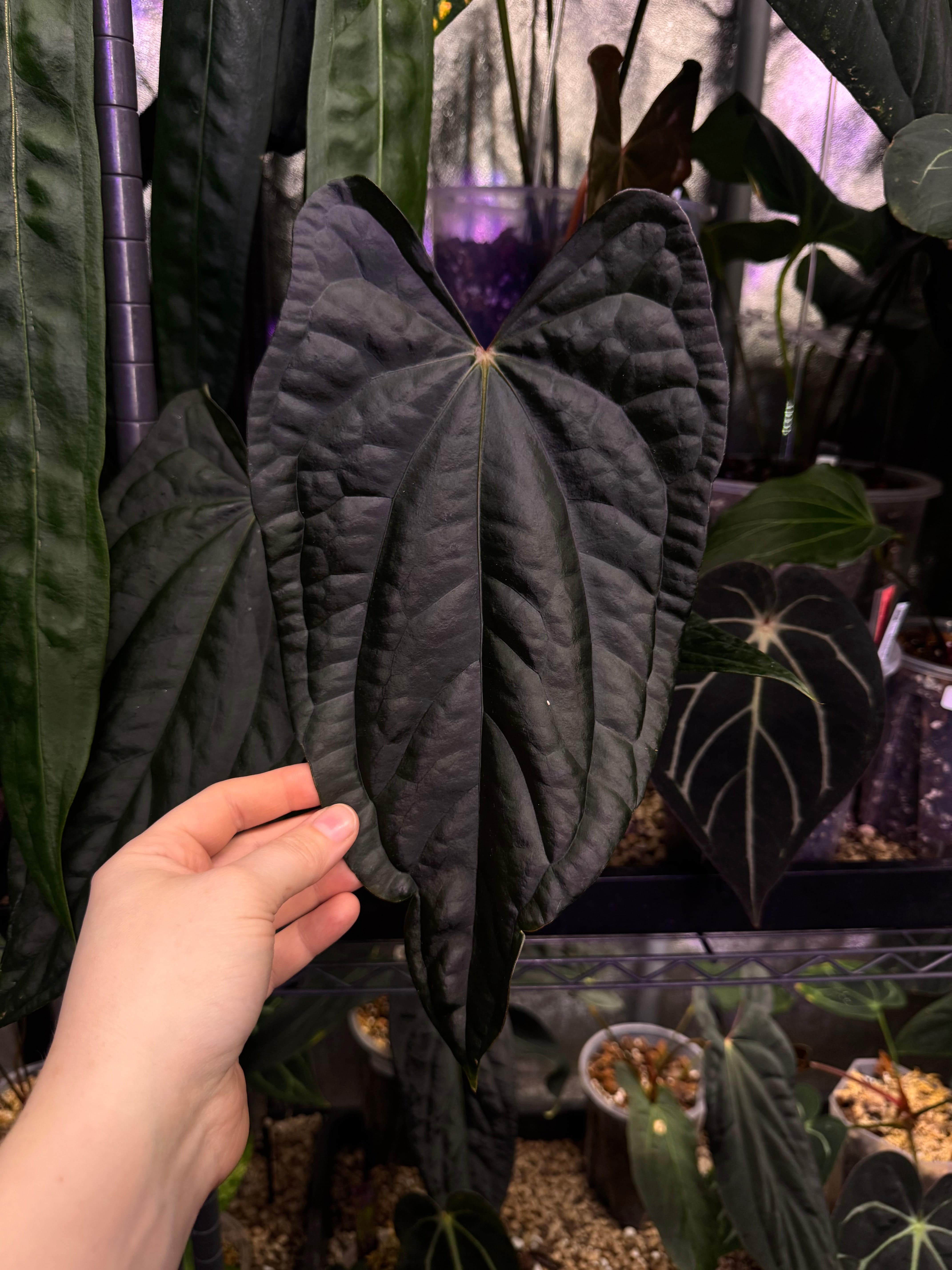 Anthurium (Fort Sherman x Ralph Lynam) 'Grim Reaper' x Luxurians - Clone - SMUKHI
