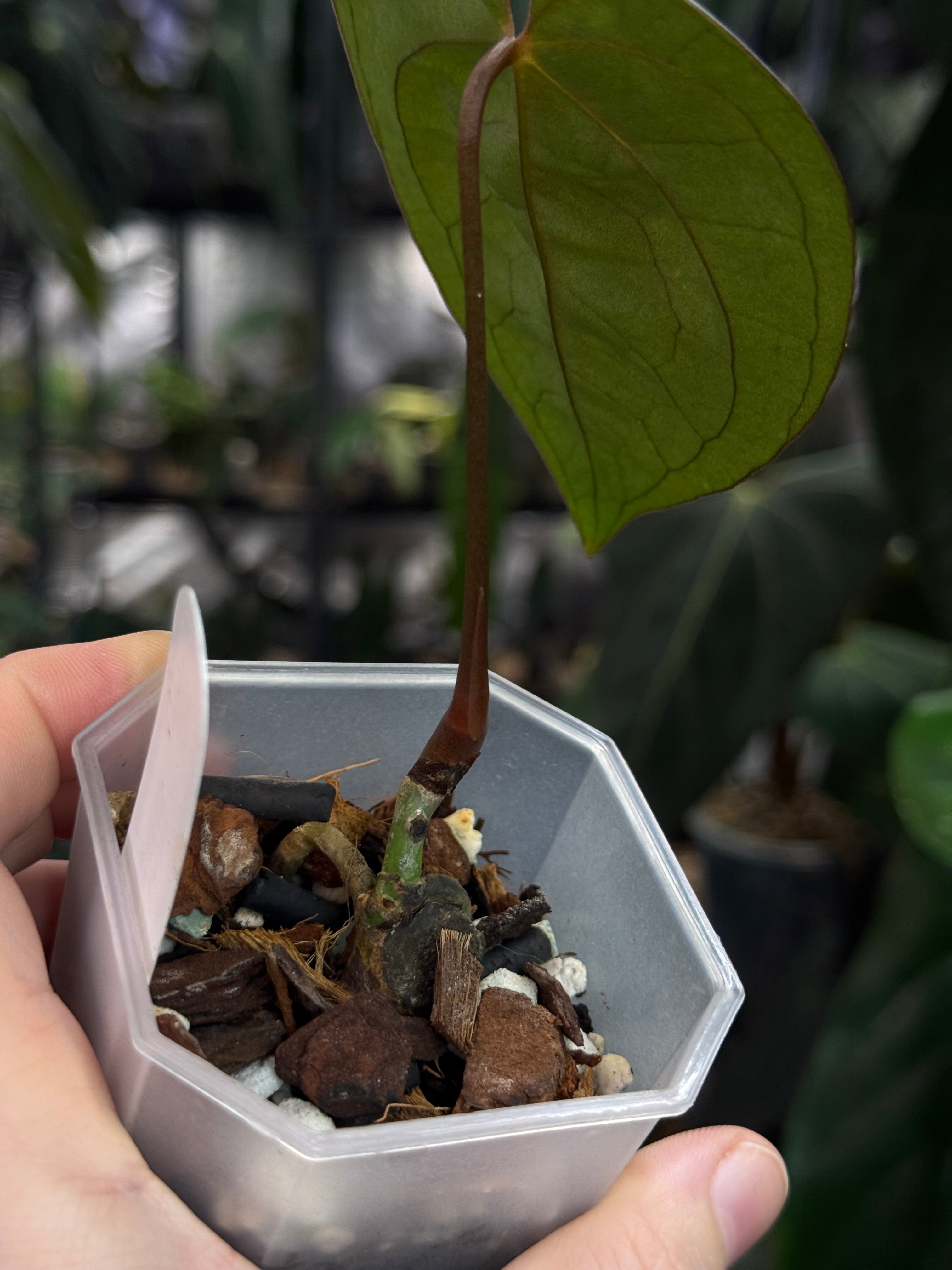 Anthurium Ace of Spades Dark Form x Papillilaminum 'Incurved lobes'