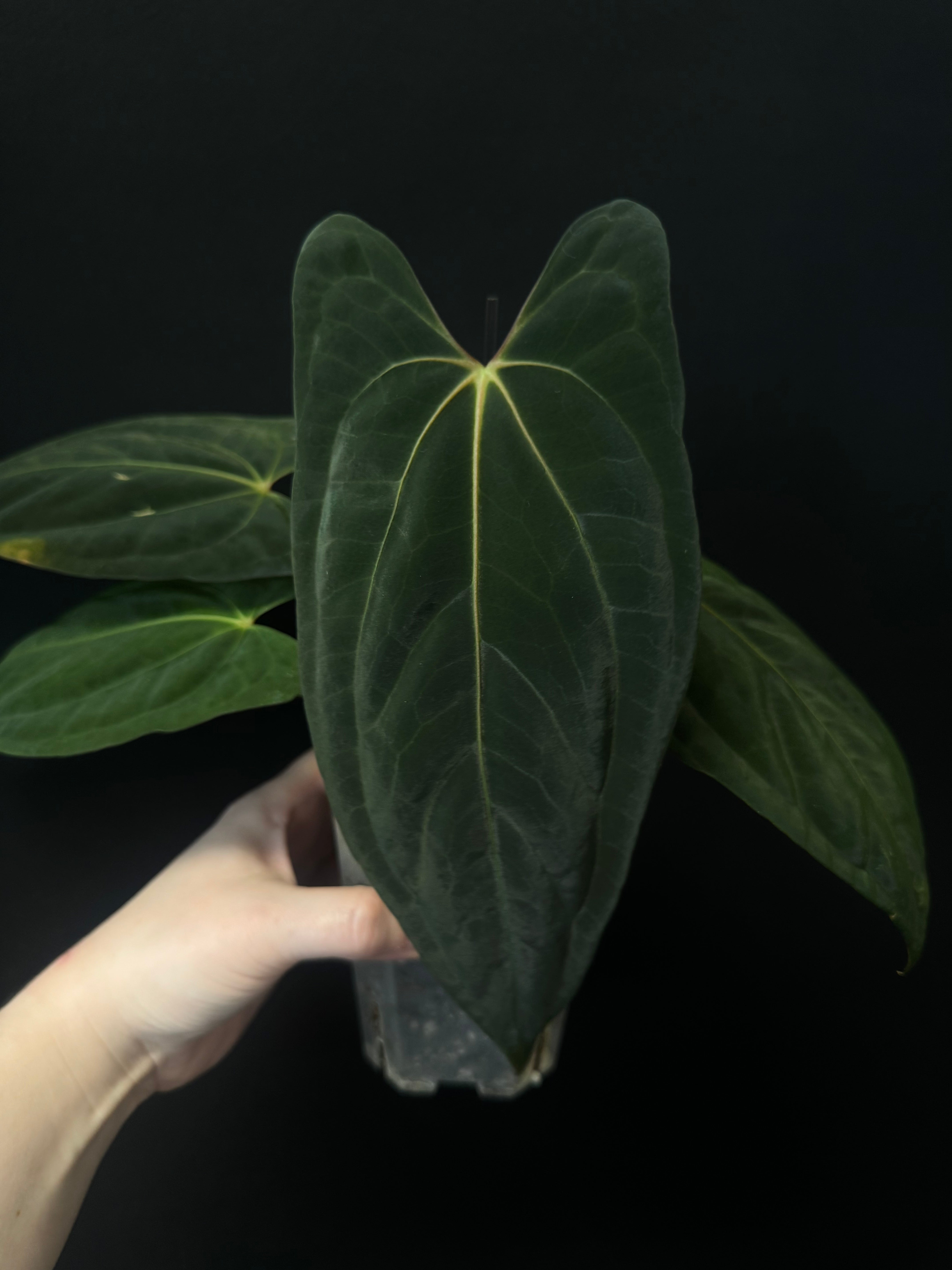 Anthurium Dark Phoenix x Fort Sherman