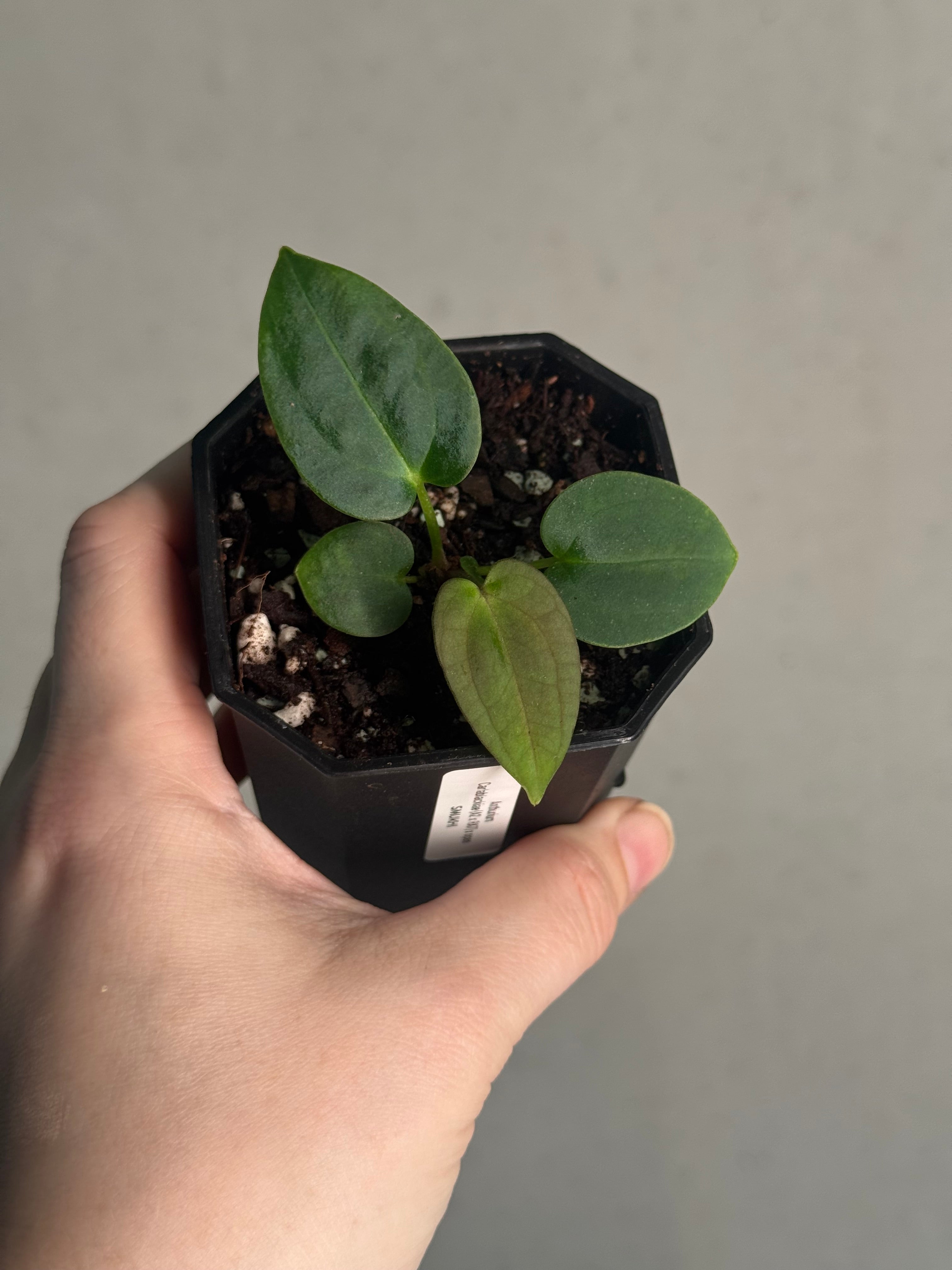 Anthurium Carlablackiae (A2 x RA7) x open