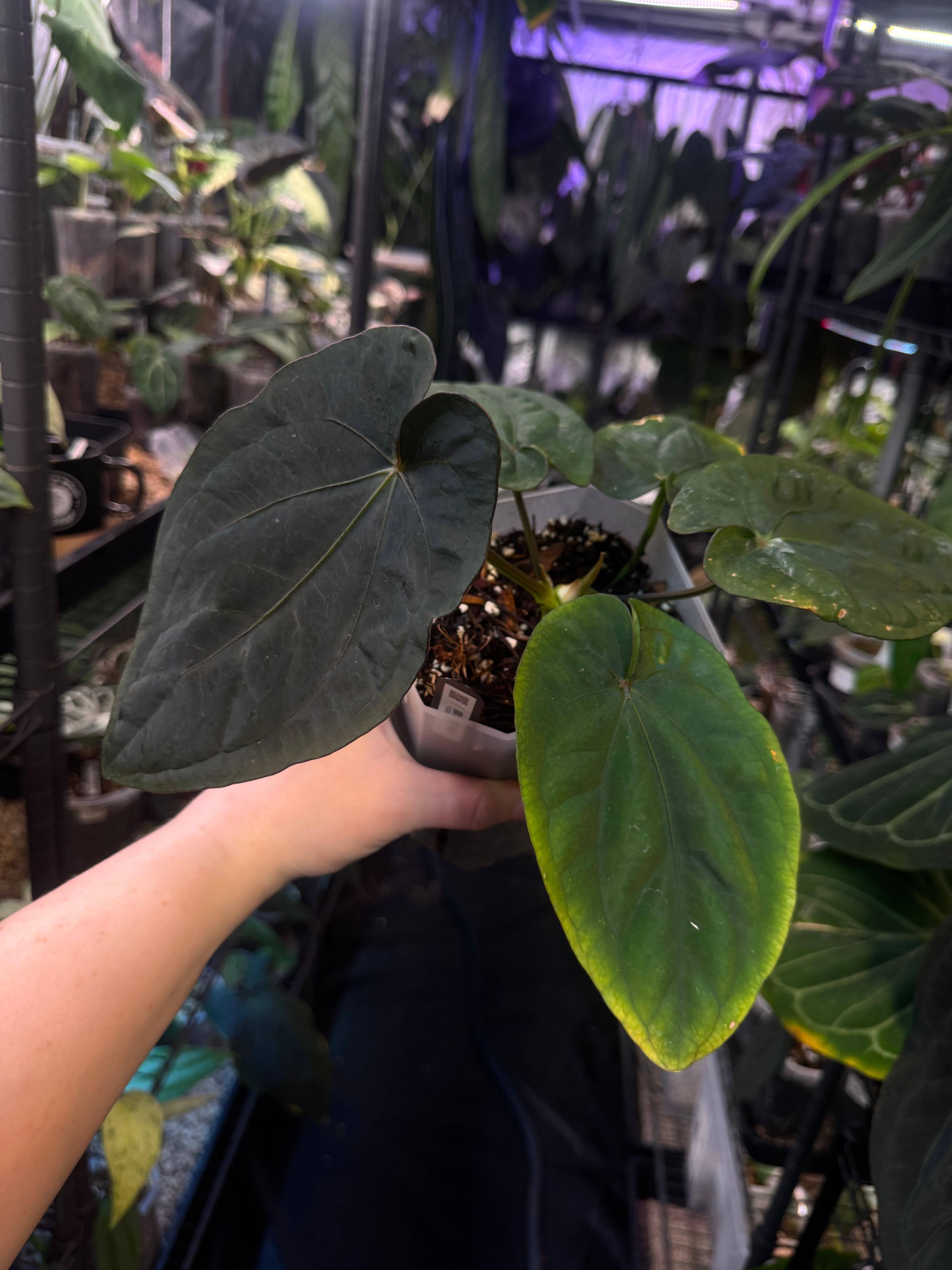 NFS: Anthurium Dressleri Black x RG#2 - SMUKHI