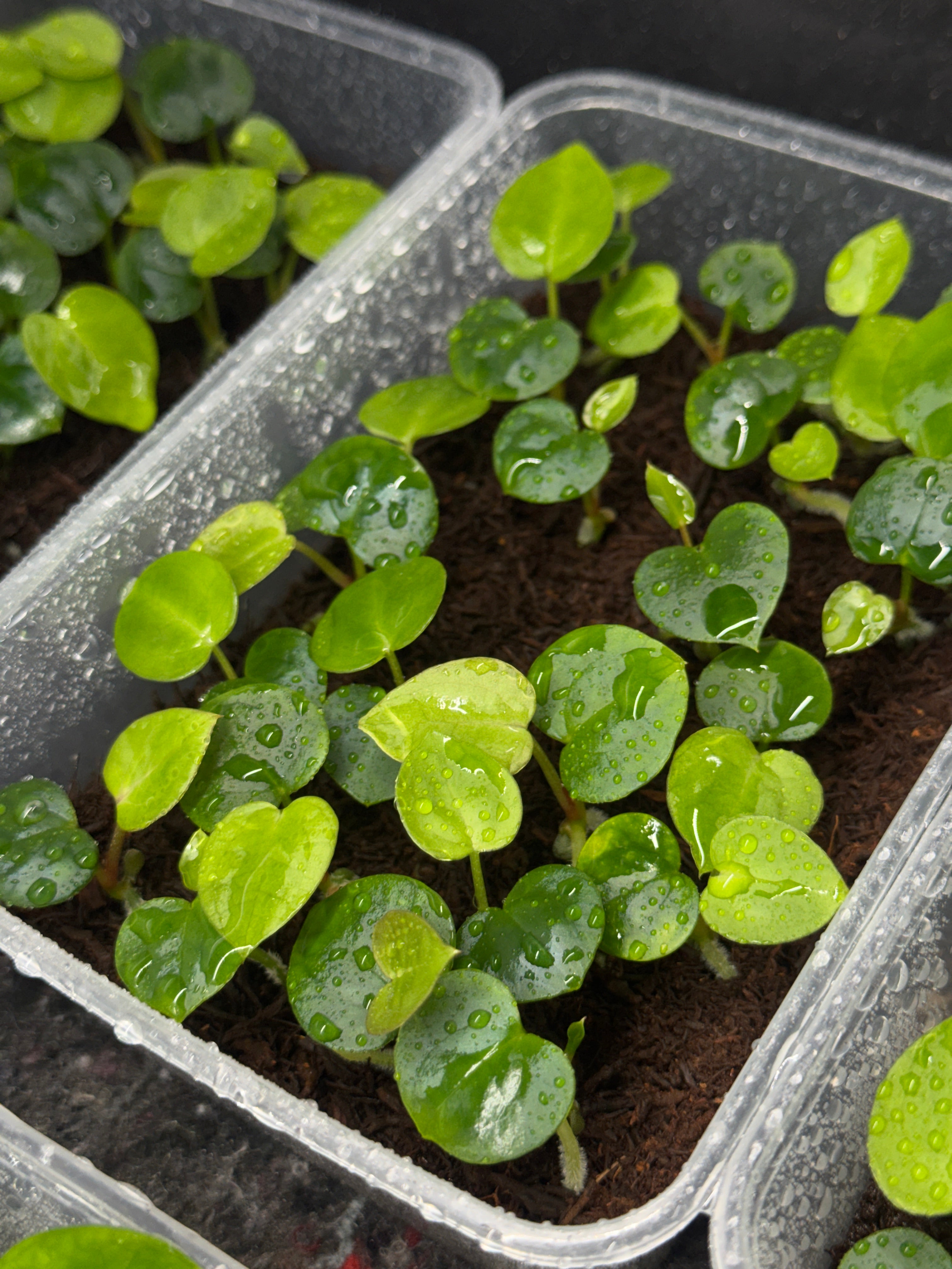 Anthurium Michelle x (?)