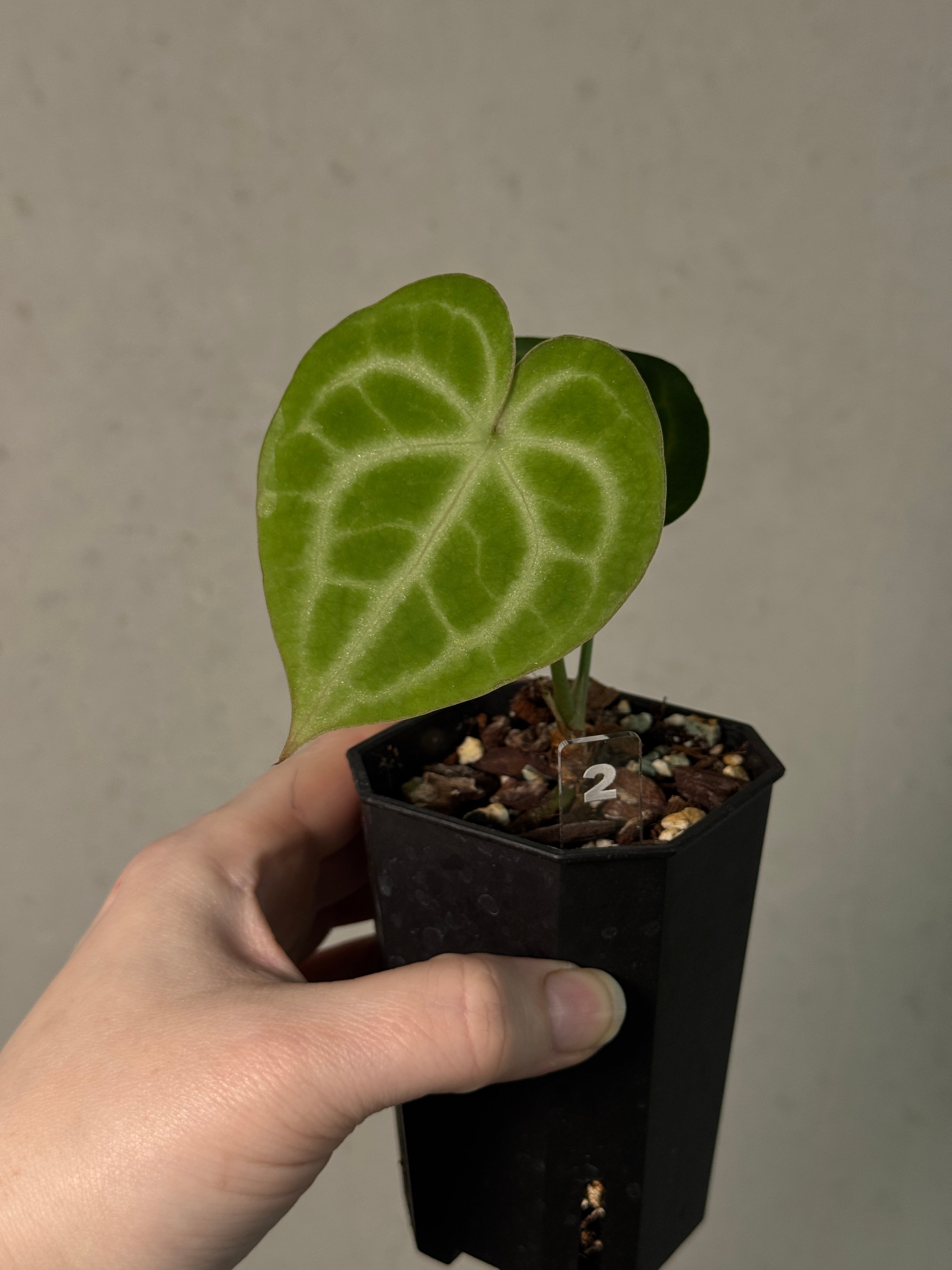 Anthurium King Clarinervium ‘Sulanjana’