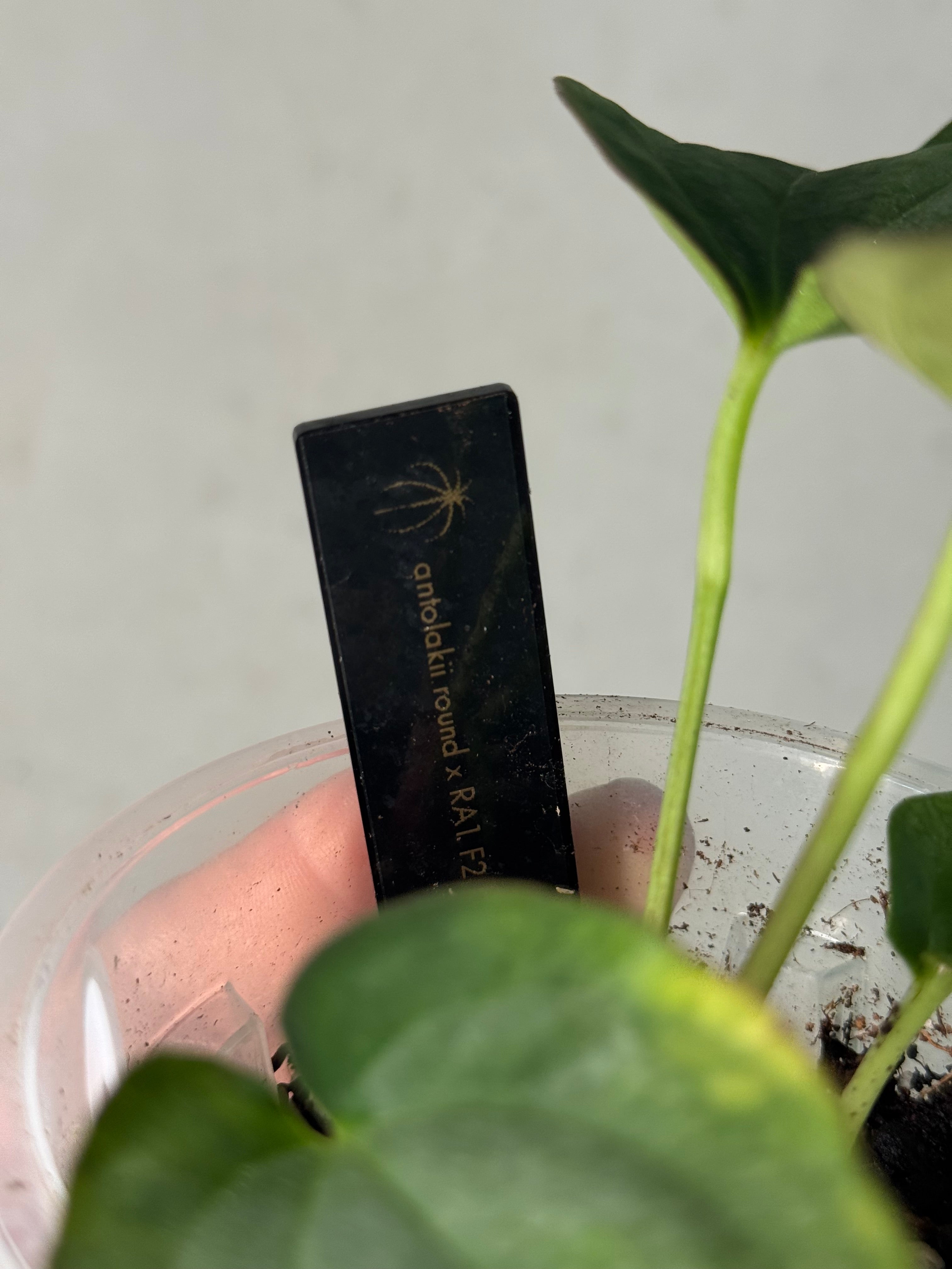 Anthurium Antolakii (BVEP) ‘Round’ x RA1 F2