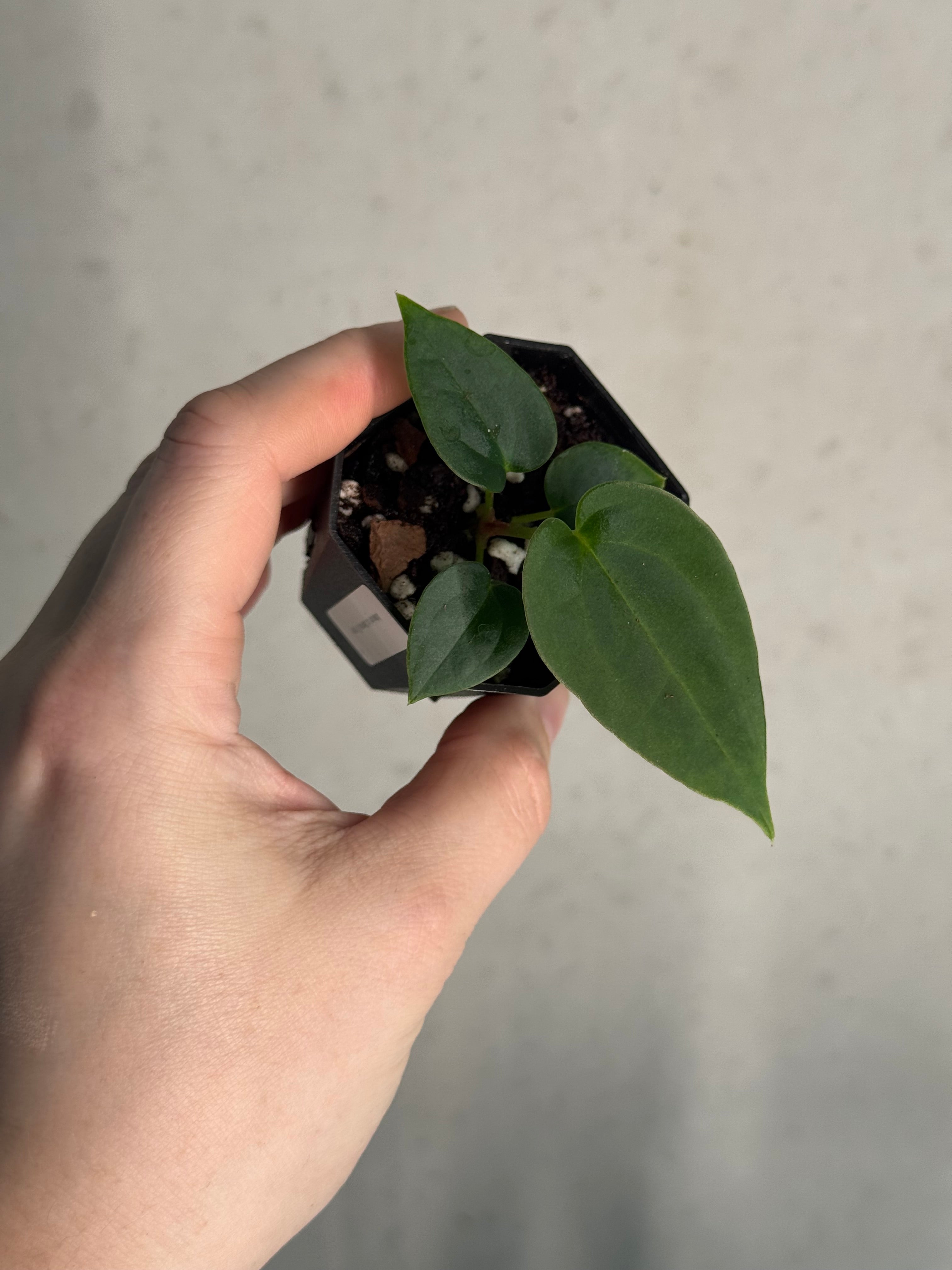 Anthurium Fort Sherman S1 x open