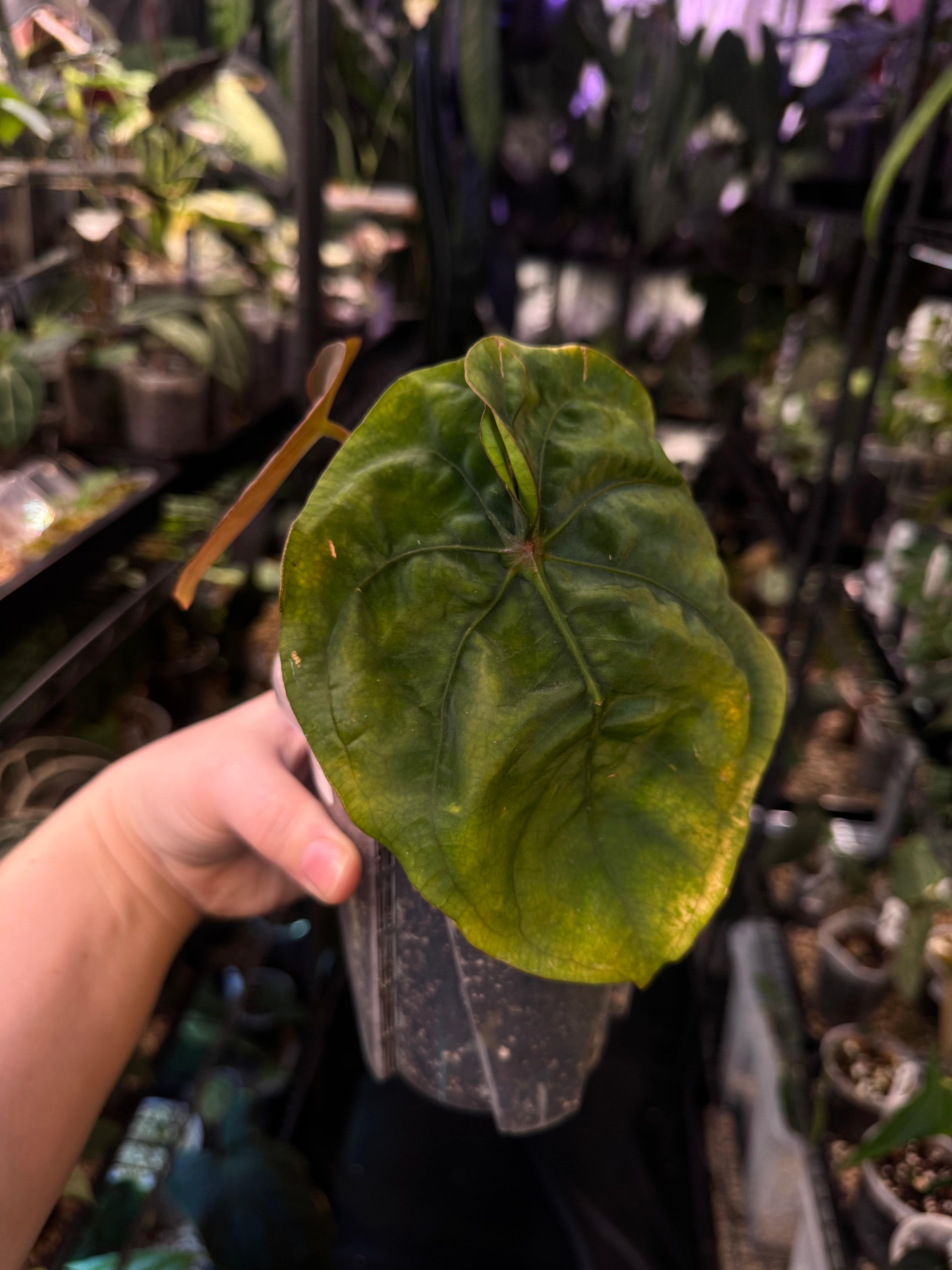 NFS: Anthurium Dressleri RG #2 clone - SMUKHI
