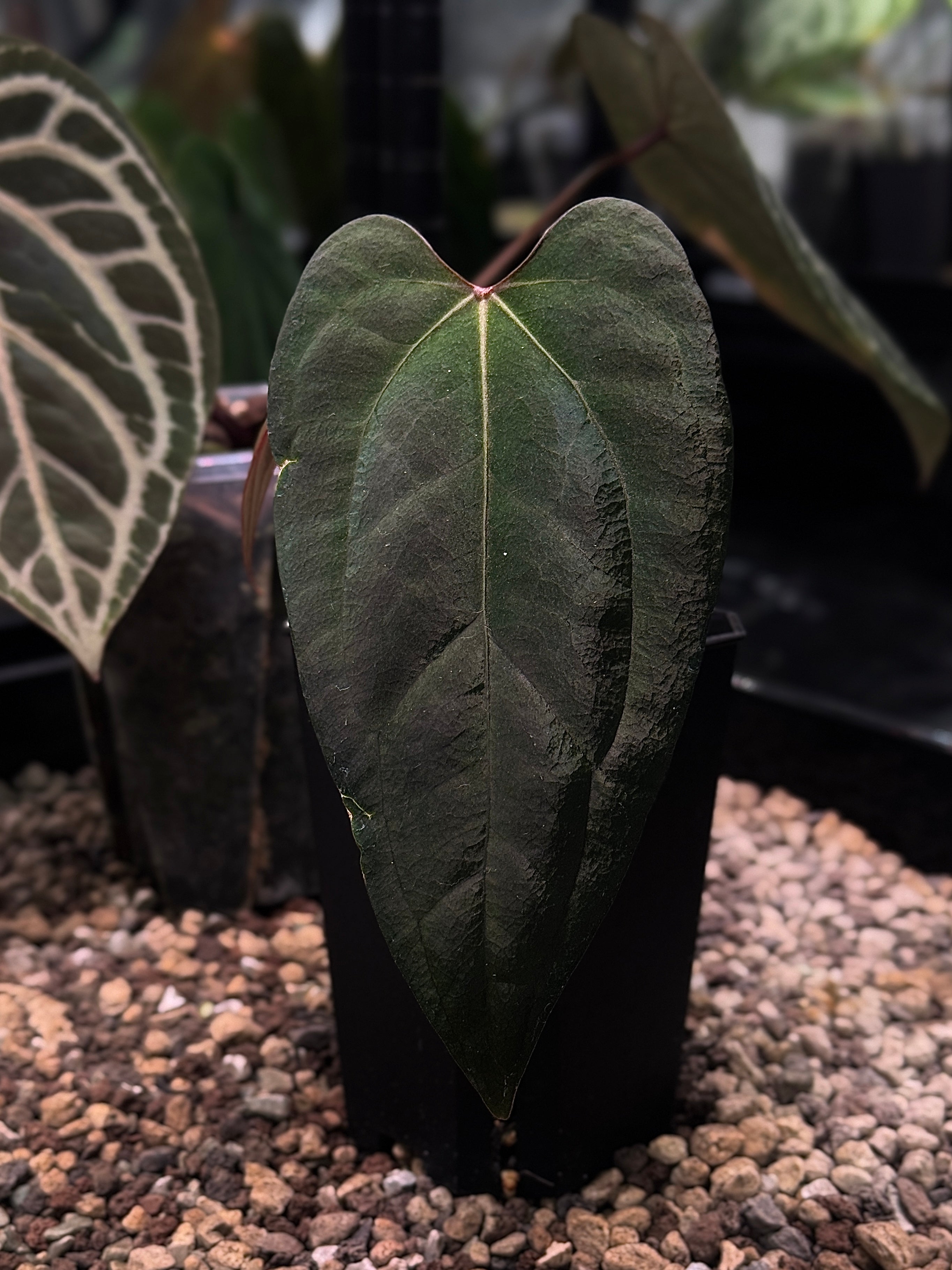 Anthurium Ace of Spades Dark Form x Portillae ‘Dorito’ - Clone
