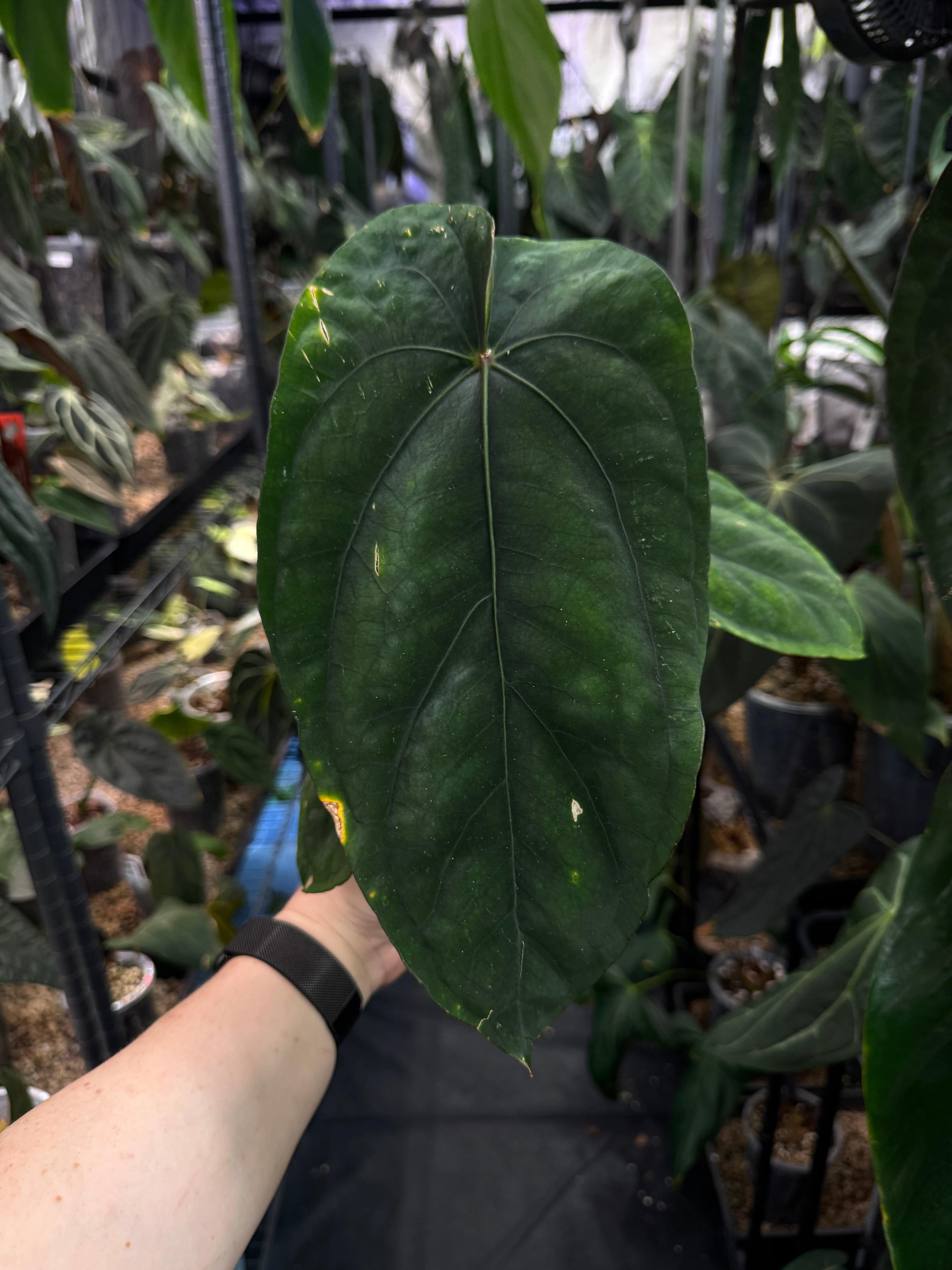 Anthurium NSE Dressleri - SMUKHI