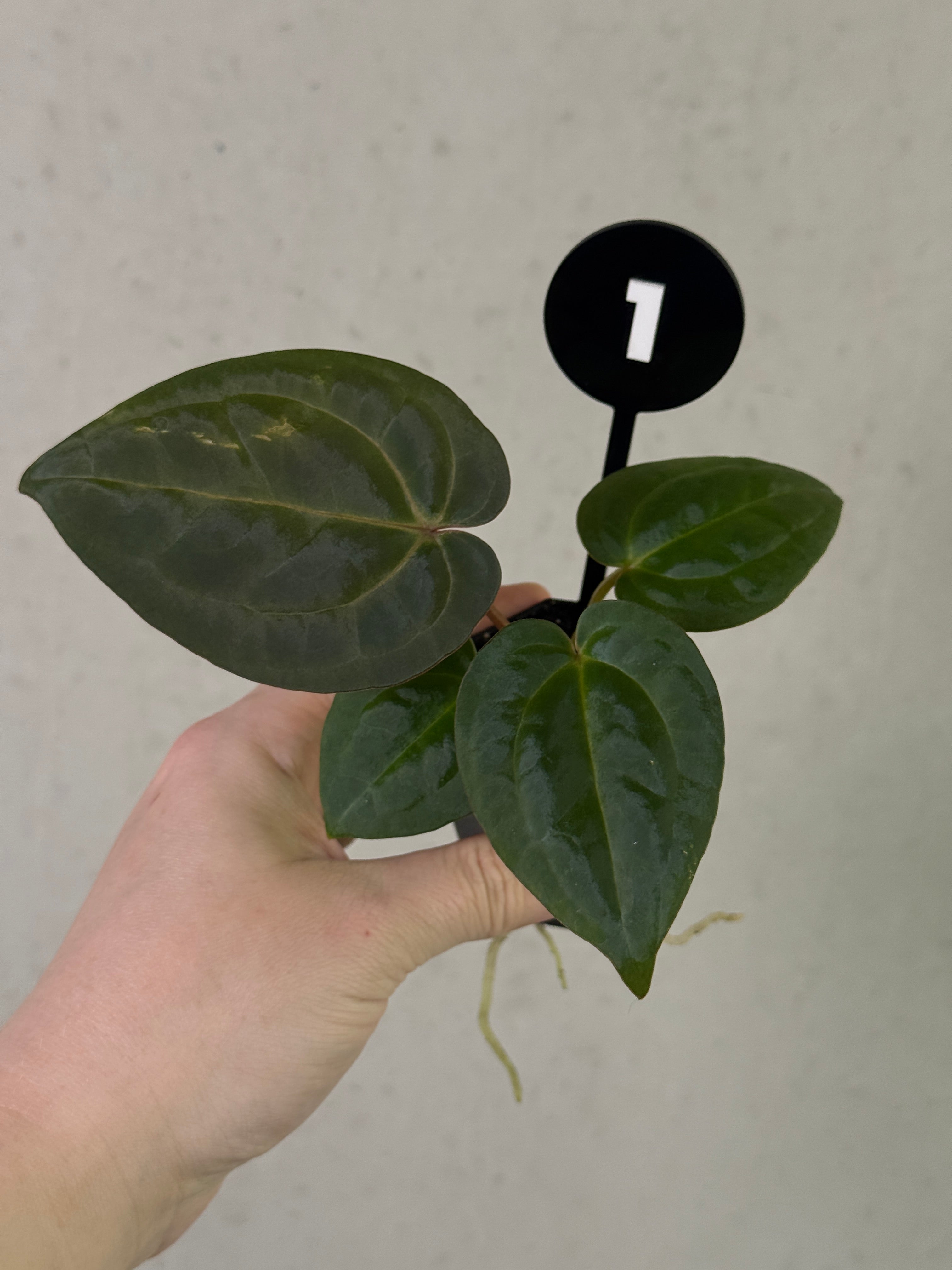 Anthurium Michelle x (?) / RVDP