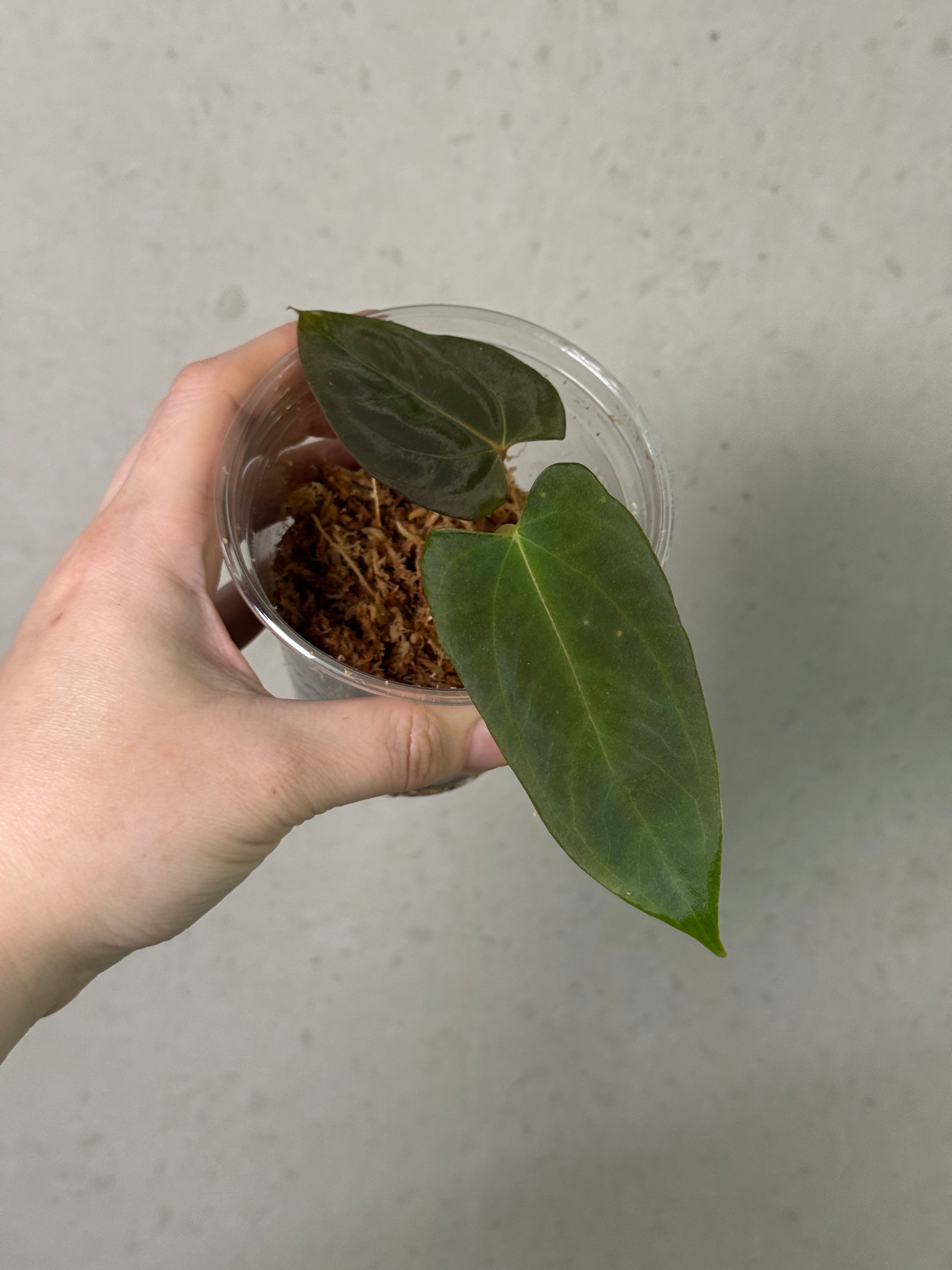 Crystallinaminum Anthurium papillilaminum 'Marie' x FSxRL 'Grim Reaper' plant with glossy green leaves and striking variegation.
