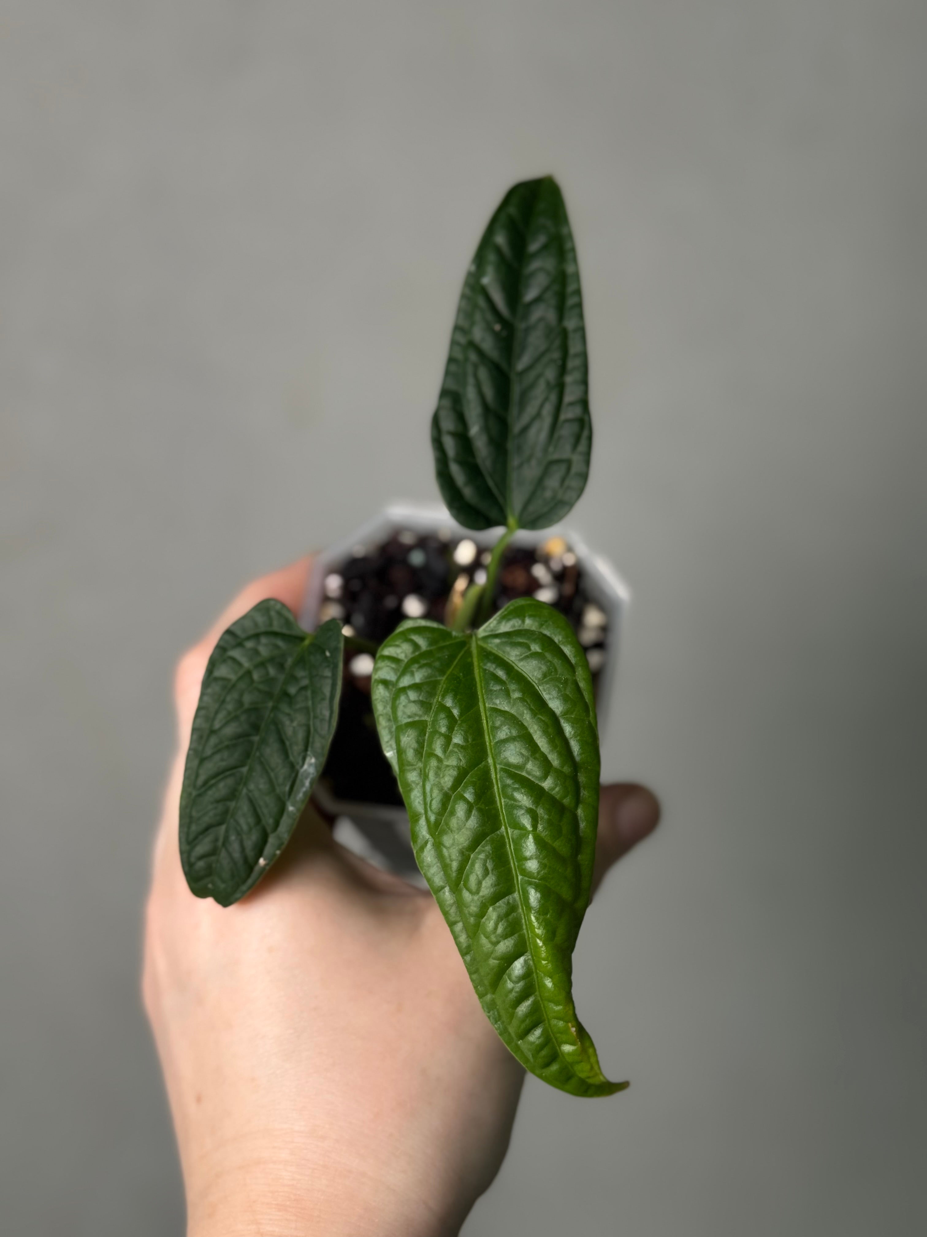 Anthurium Lappoanum S1
