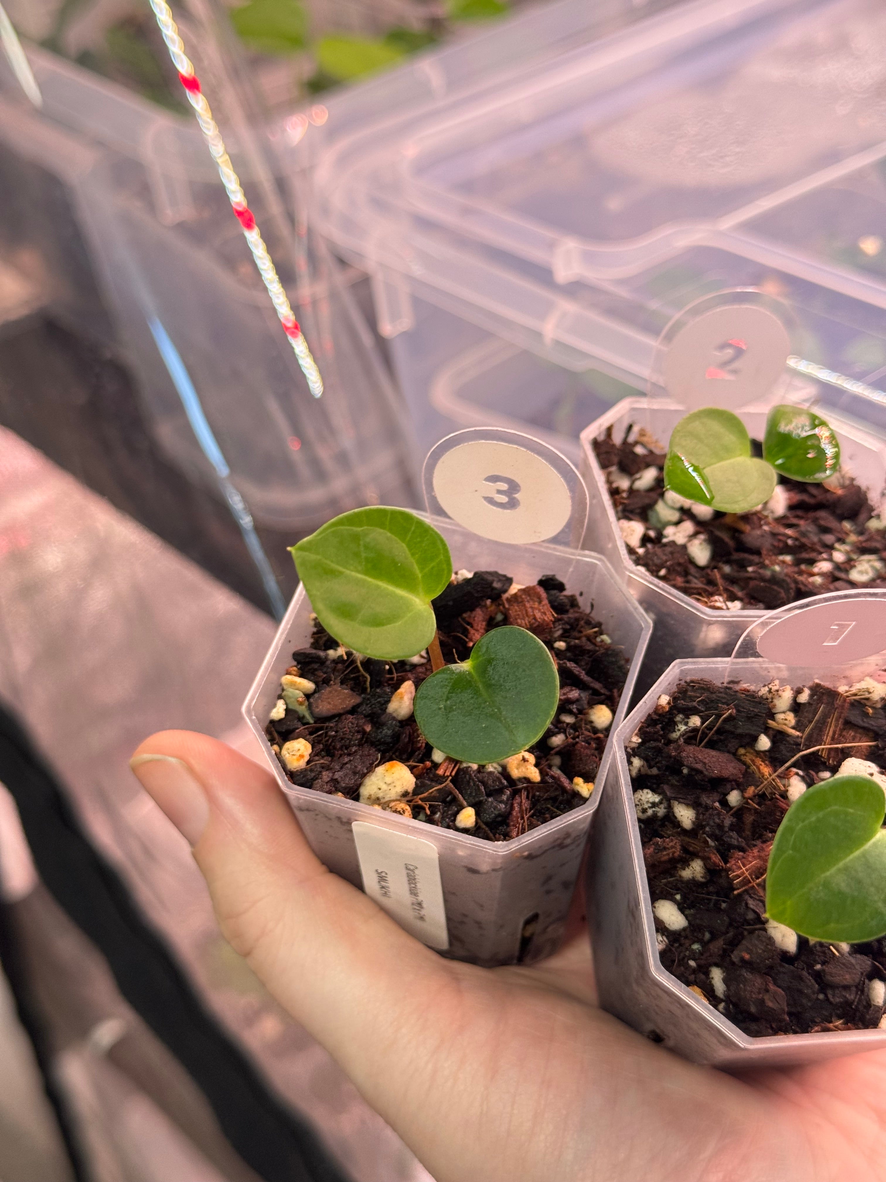 Anthurium Carlablackiae PM2 x PM1