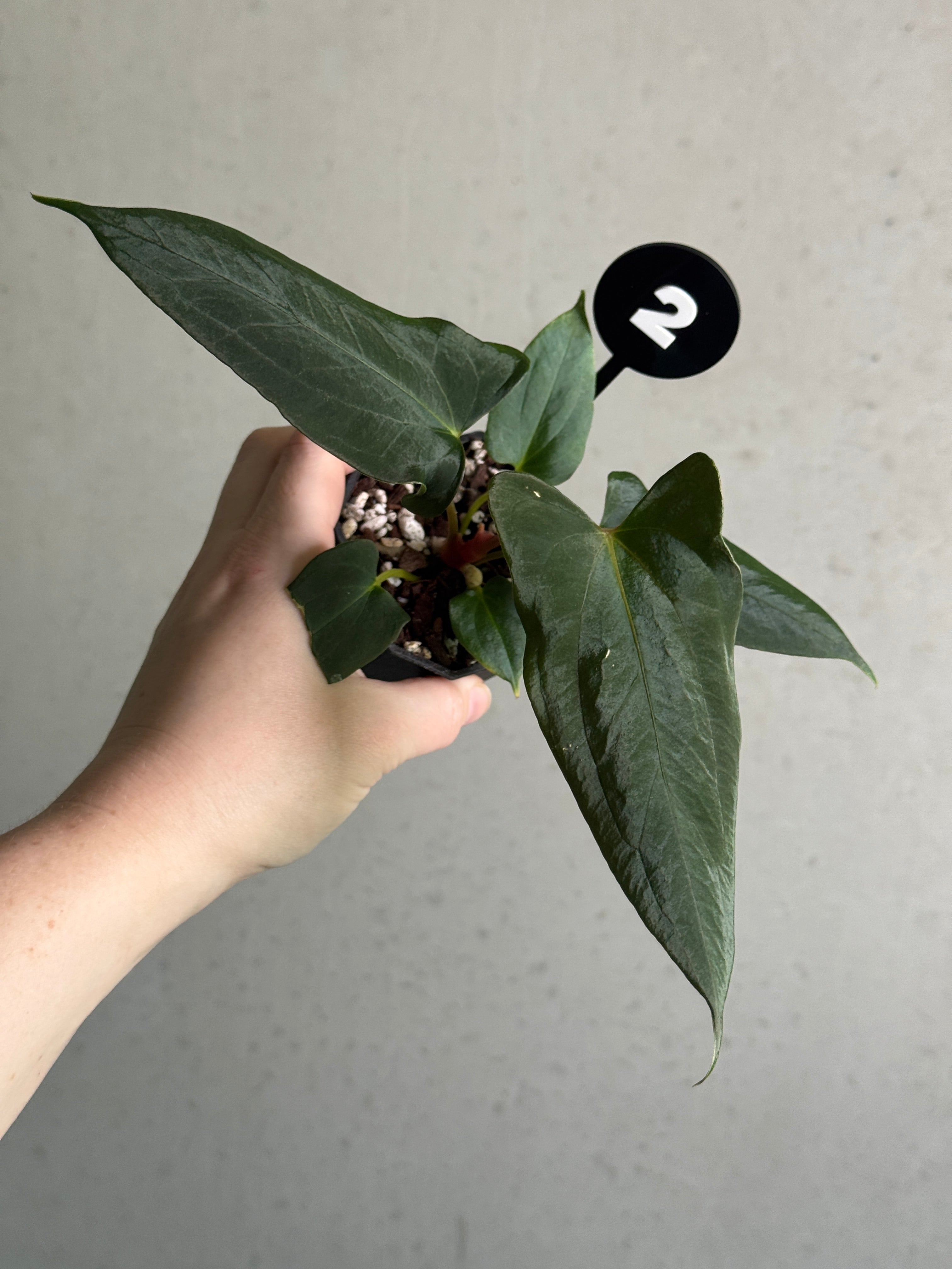 Anthurium FSxRL 'Shadow Reaper' x ‘Grim Reaper’