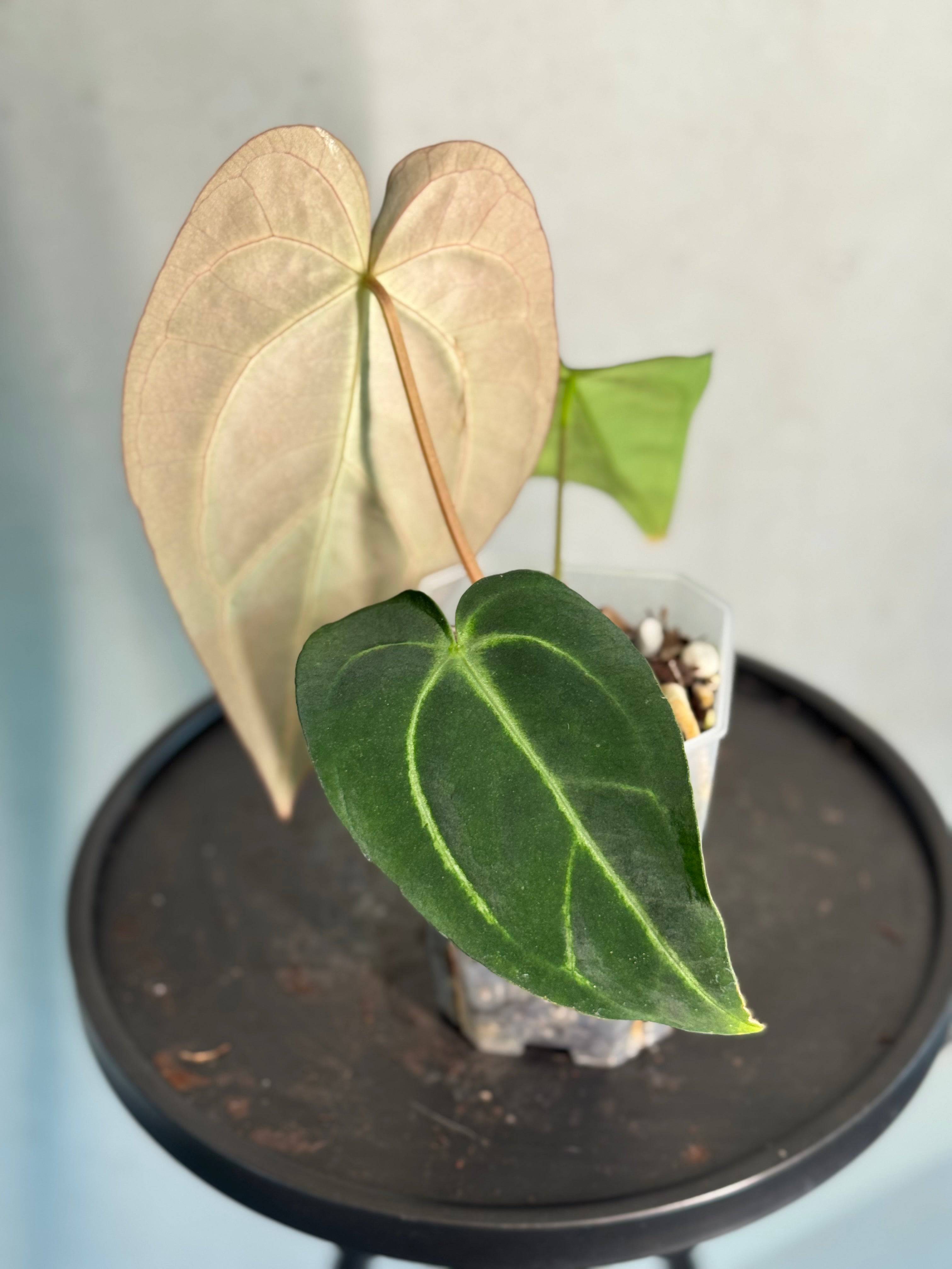 Anthurium Carlablackiae - SMUKHI