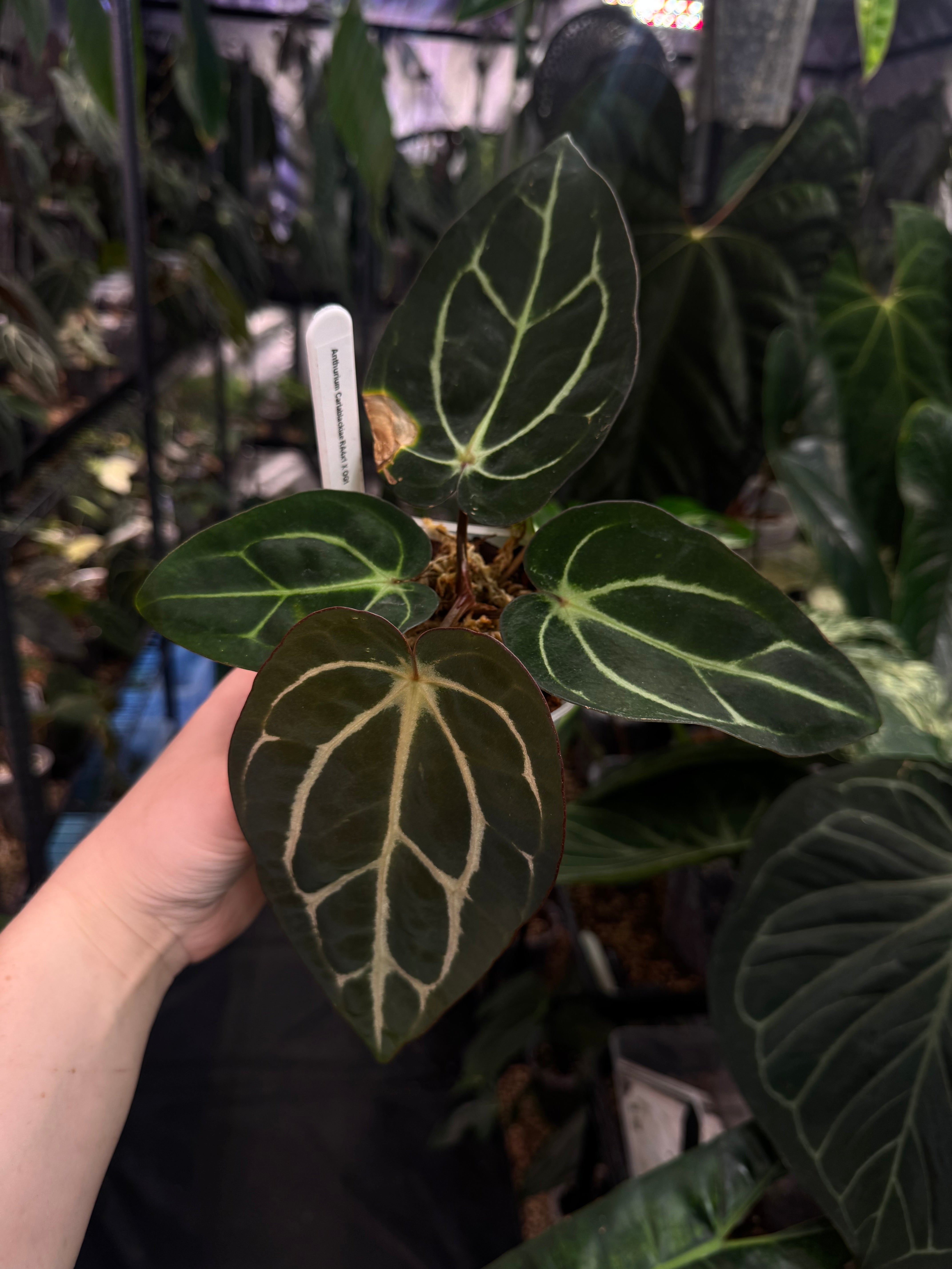 Anthurium Carlablackiae (RA4 x RA1) x OG1