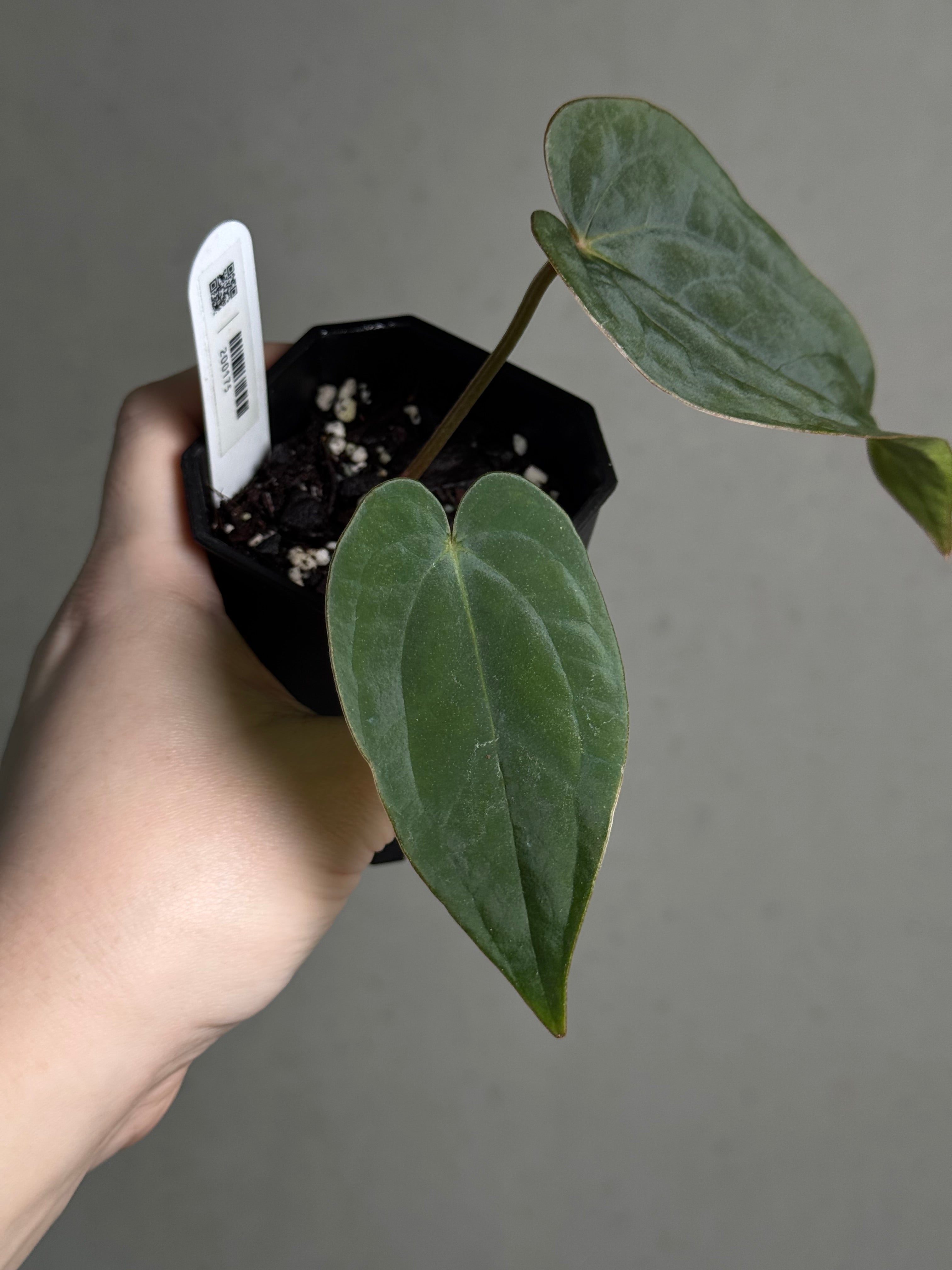 Anthurium (Dressleri RG F2 Dark x Carlablackiae 'Amanda') x Dressleri RG - SMUKHI